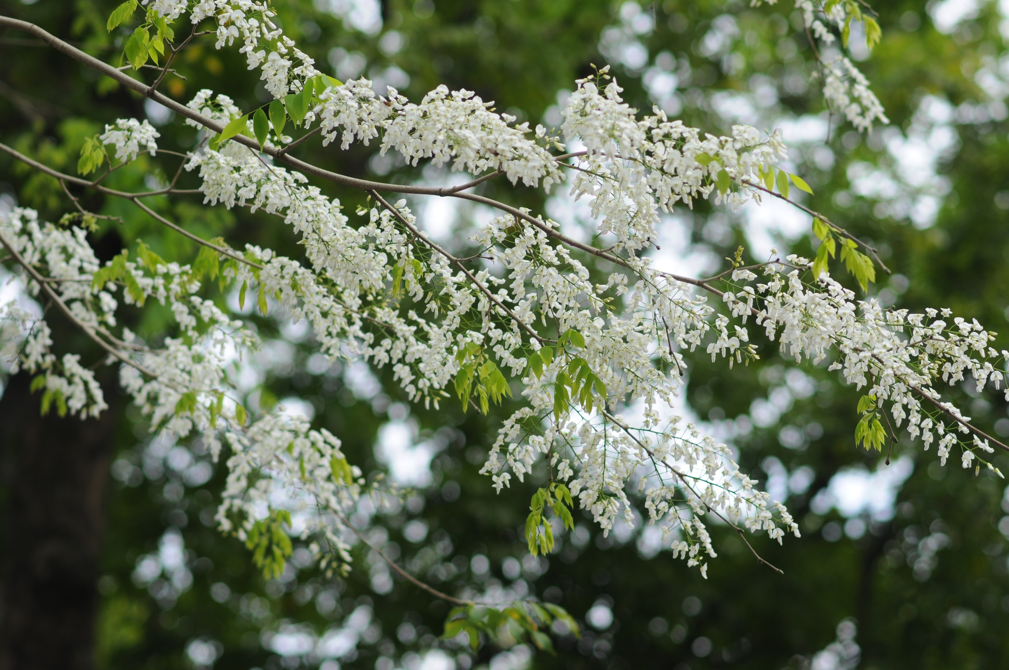 Ha Noi buoc vao mua dep nhat anh 20