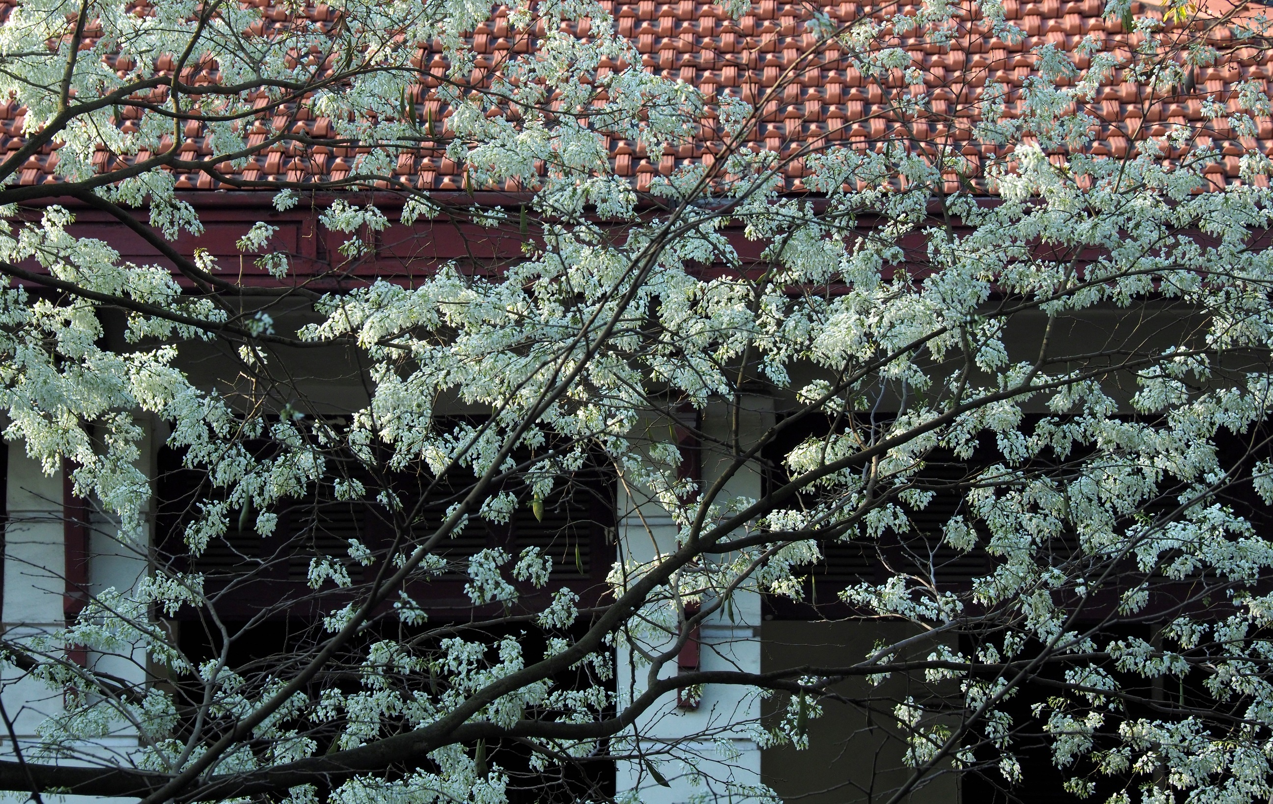 Ha Noi buoc vao mua dep nhat anh 22