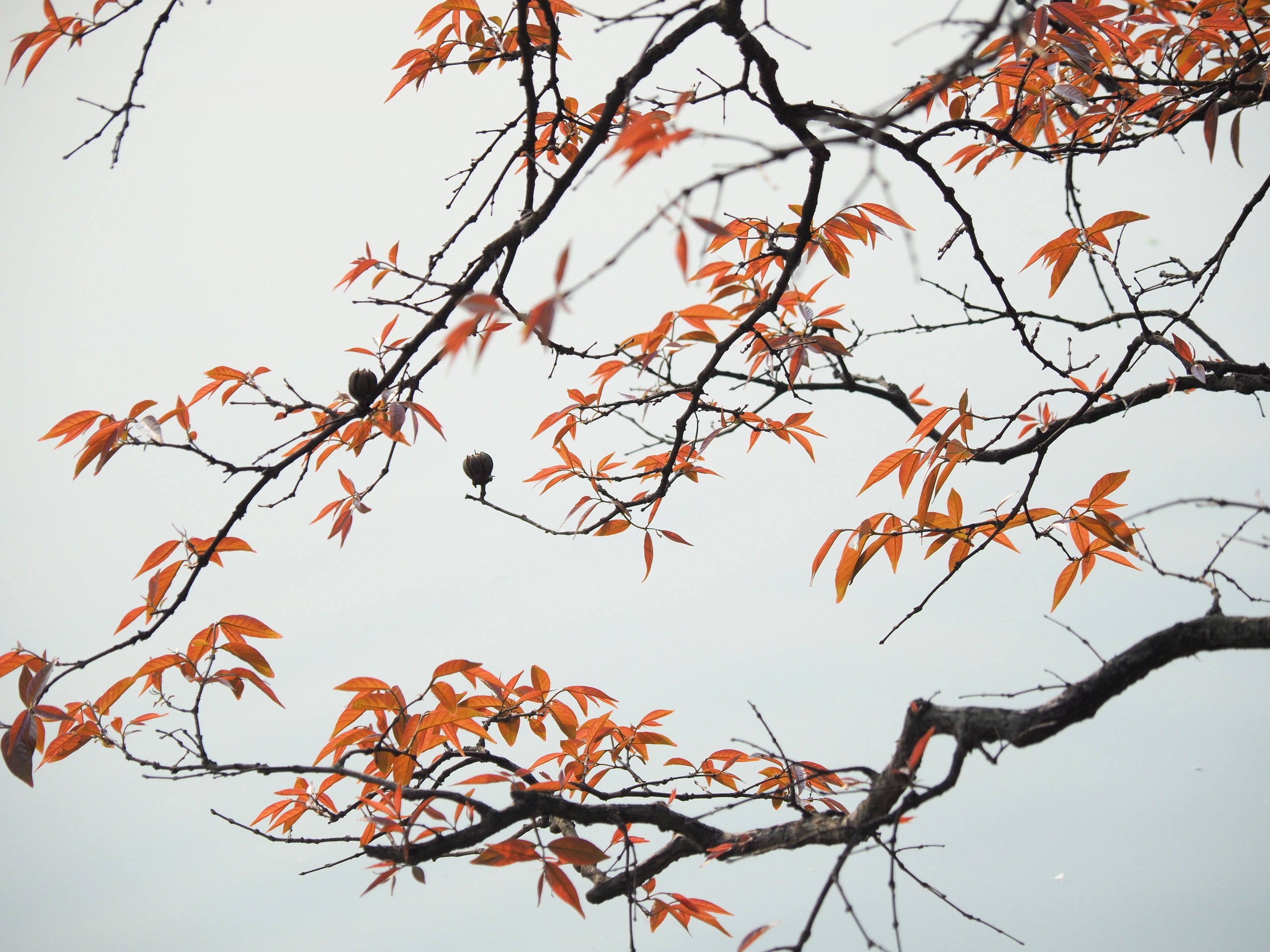 Ha Noi buoc vao mua dep nhat anh 2