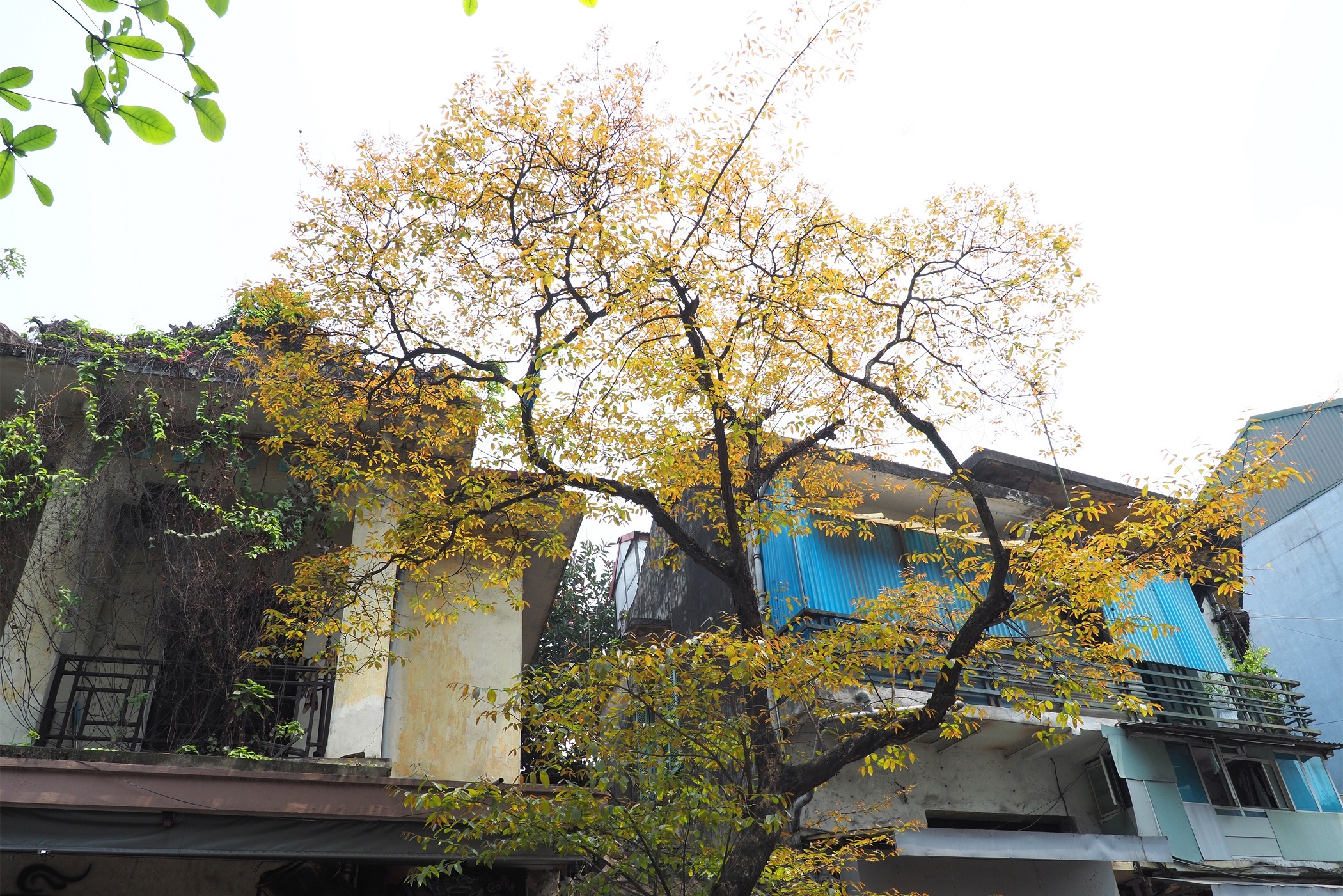 Ha Noi buoc vao mua dep nhat anh 10