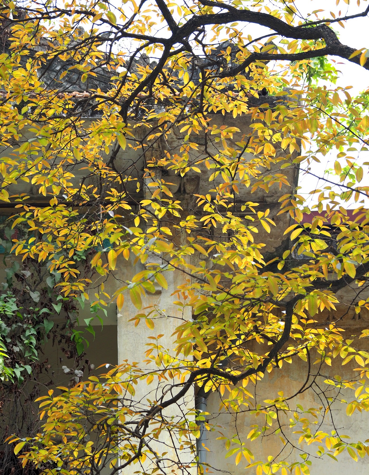 Ha Noi buoc vao mua dep nhat anh 11