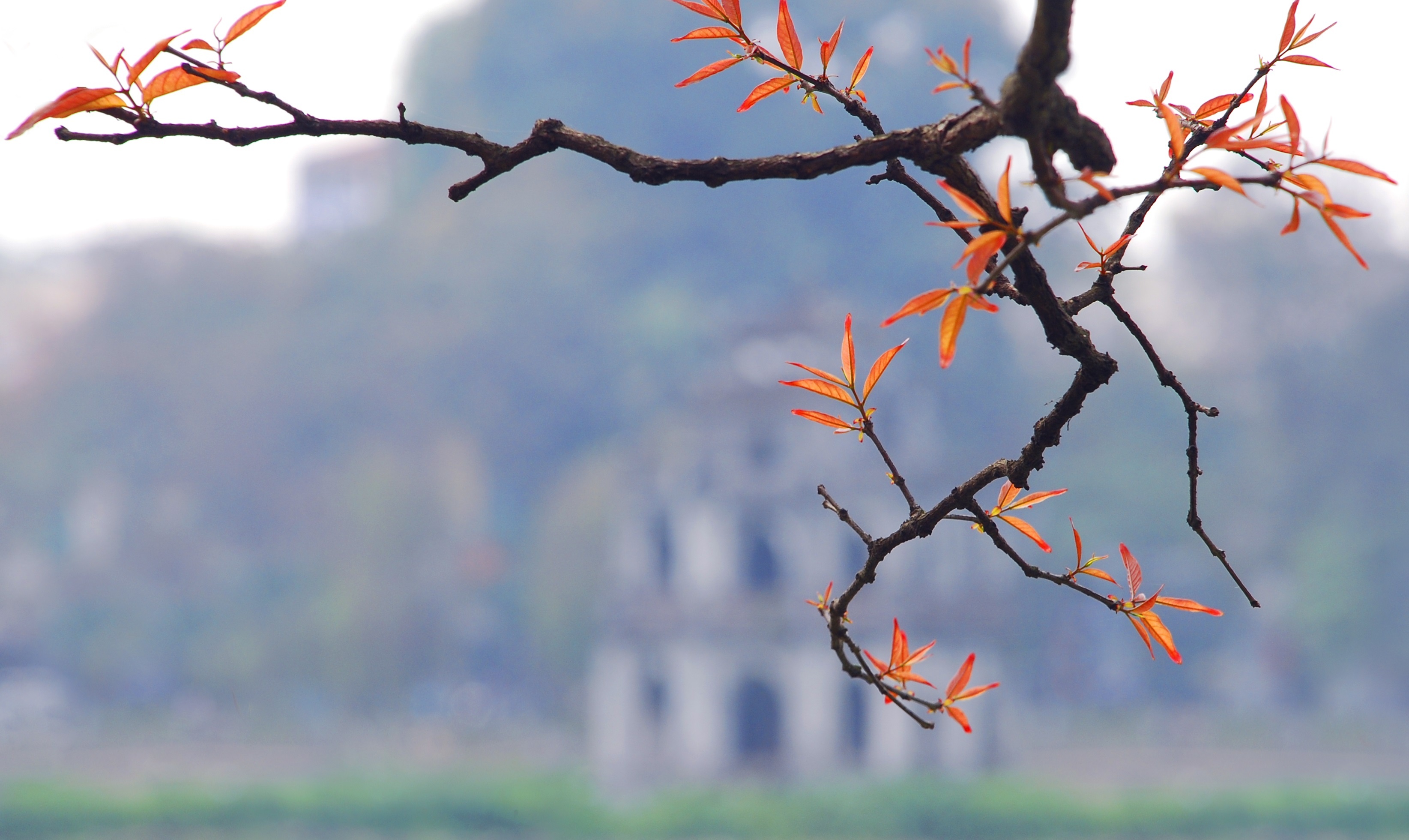 Ha Noi buoc vao mua dep nhat anh 3