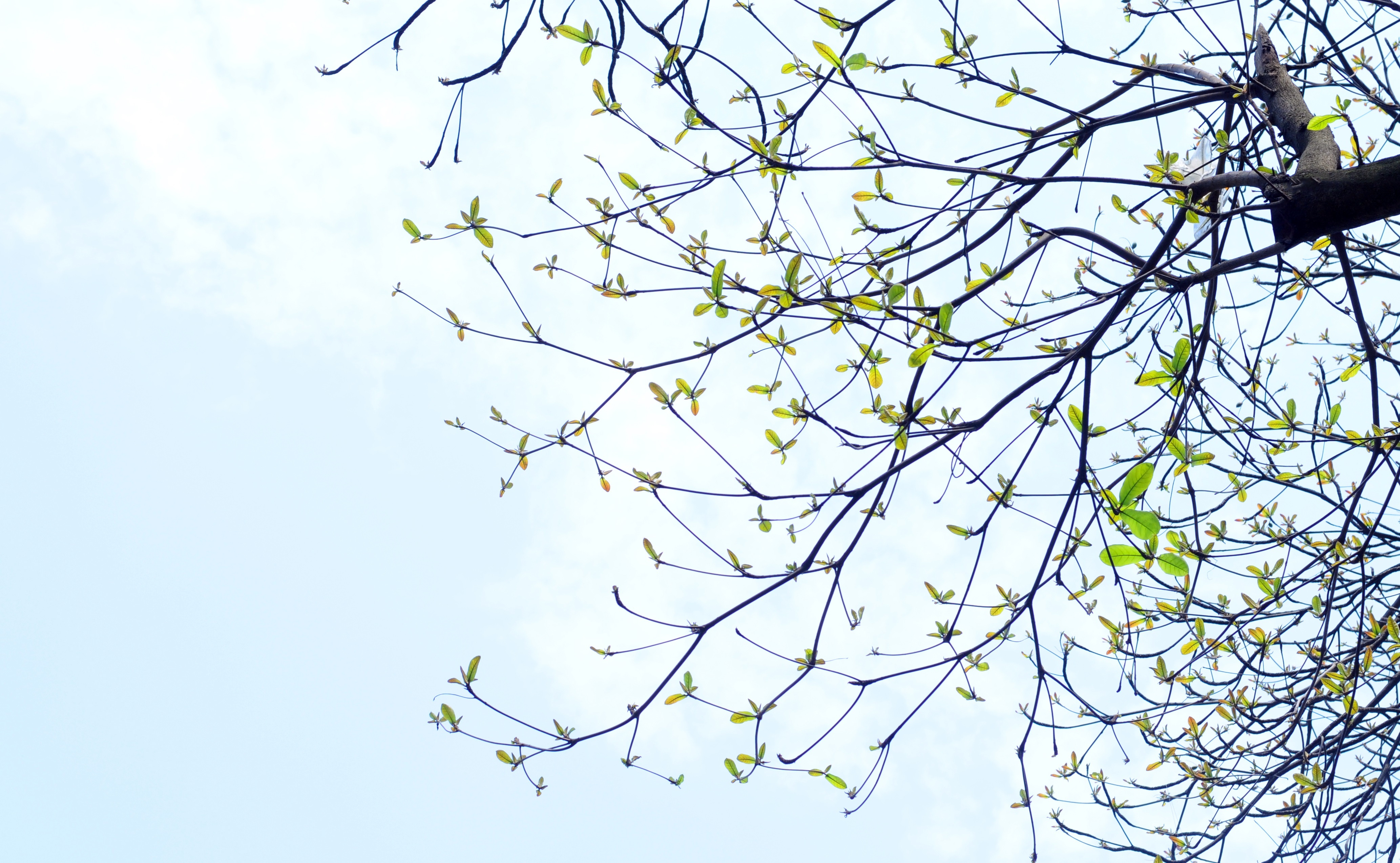 Ha Noi buoc vao mua dep nhat anh 13