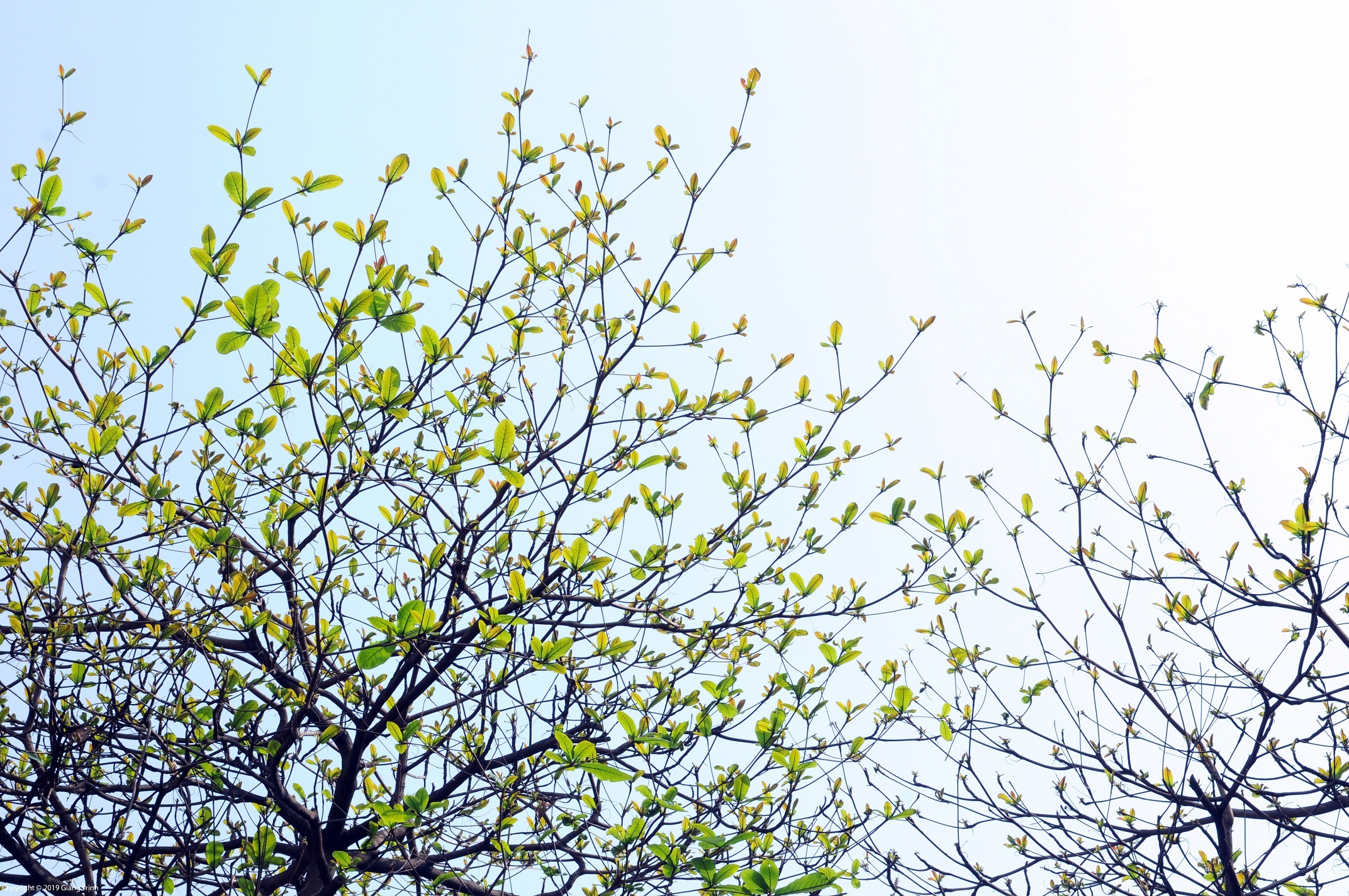 Ha Noi buoc vao mua dep nhat anh 14