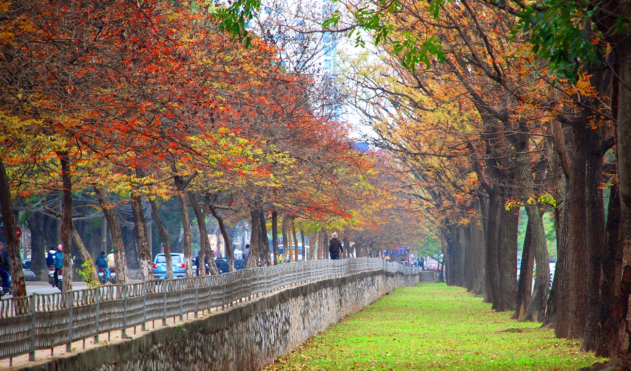 Ha Noi buoc vao mua dep nhat anh 9