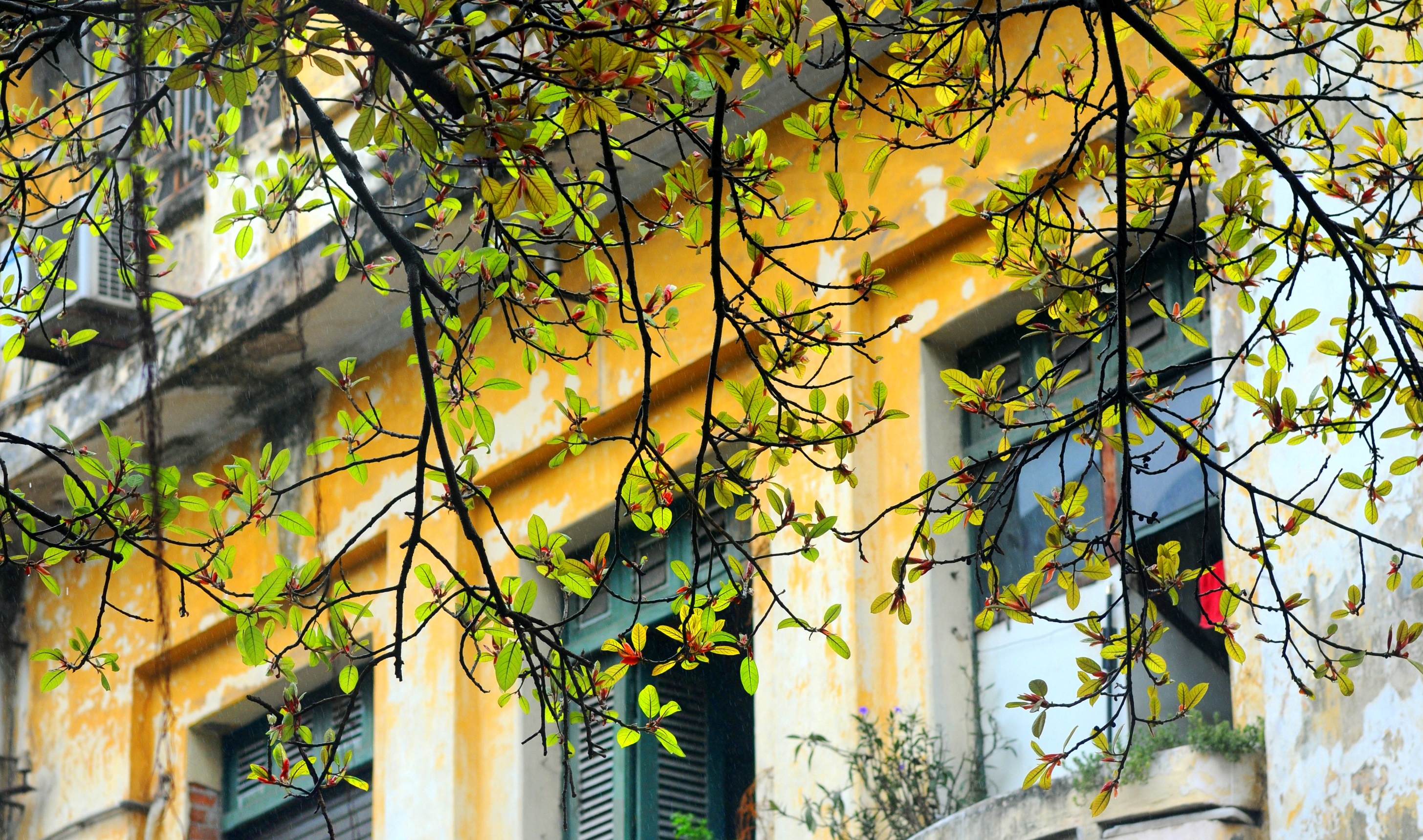 Ha Noi buoc vao mua dep nhat anh 12