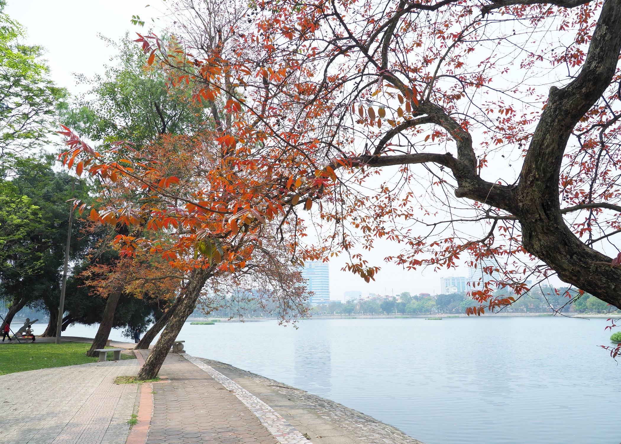 Ha Noi buoc vao mua dep nhat anh 5