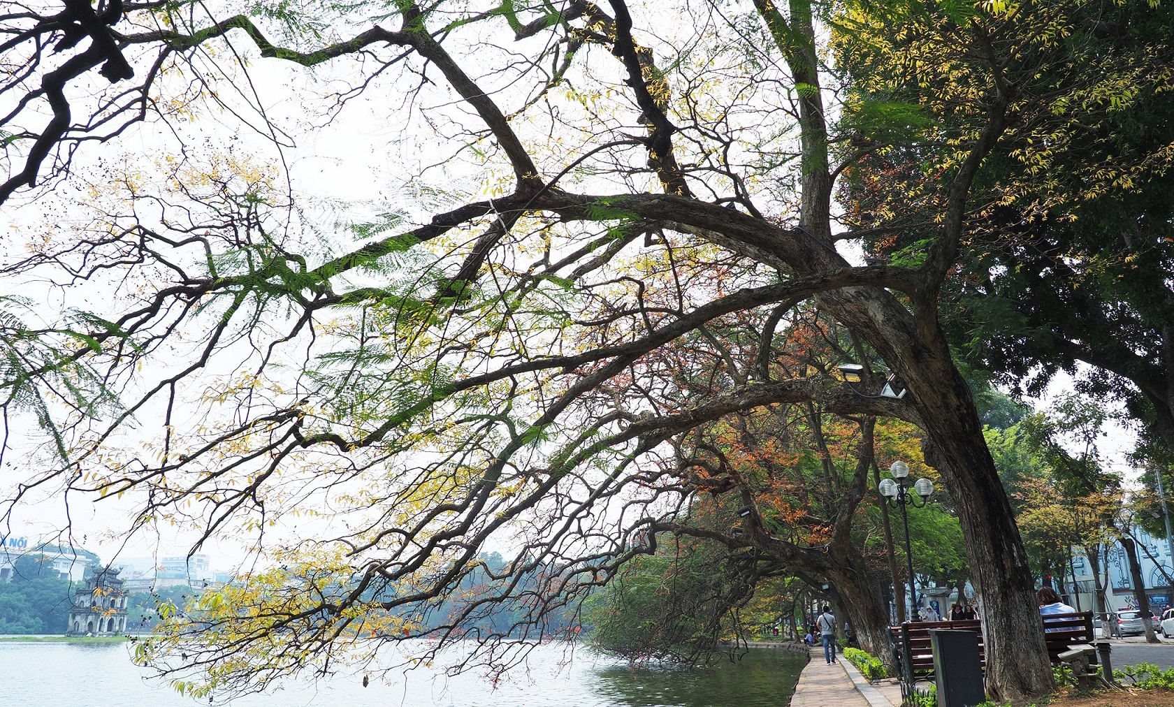 Ha Noi buoc vao mua dep nhat anh 6