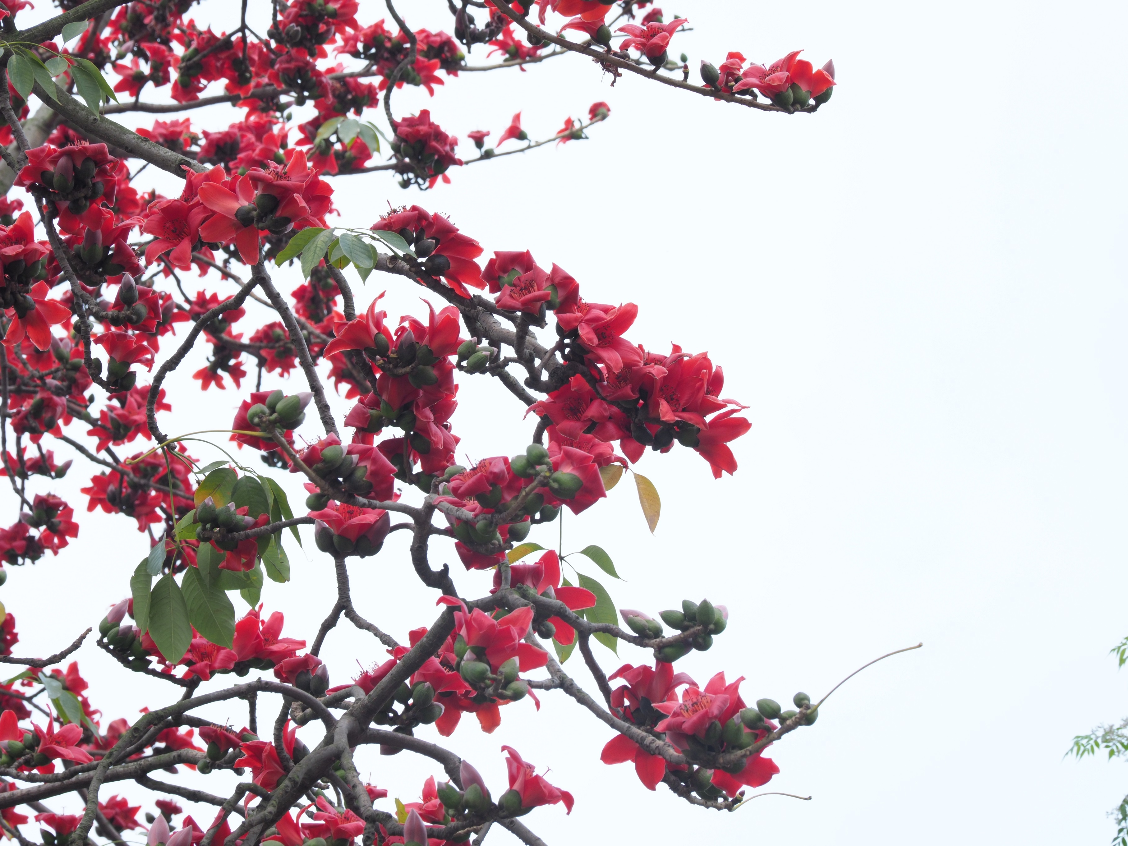 Ha Noi buoc vao mua dep nhat anh 36