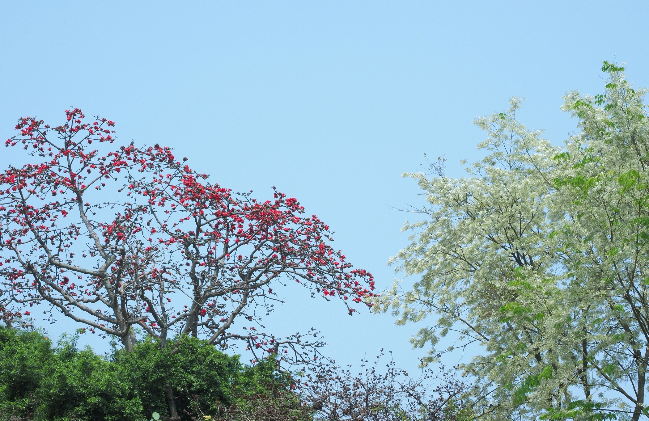 Ha Noi buoc vao mua dep nhat anh 34