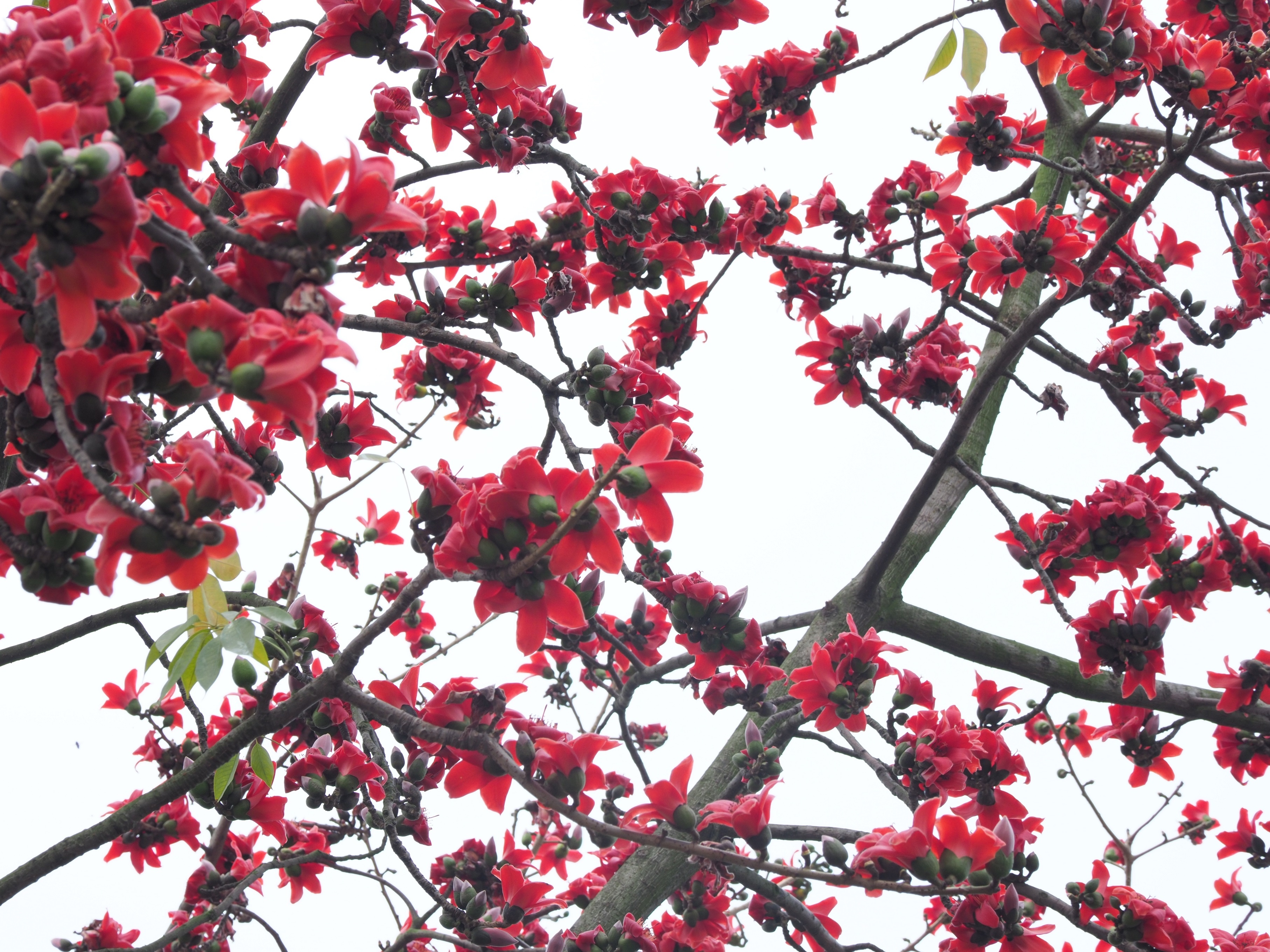 Ha Noi buoc vao mua dep nhat anh 35