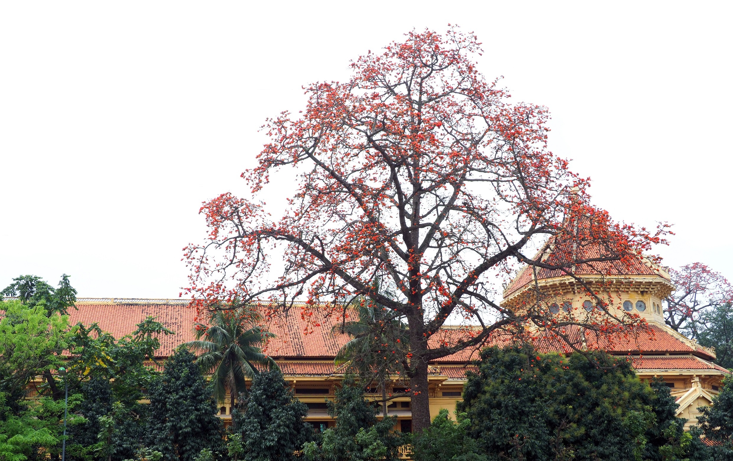 Ha Noi buoc vao mua dep nhat anh 38