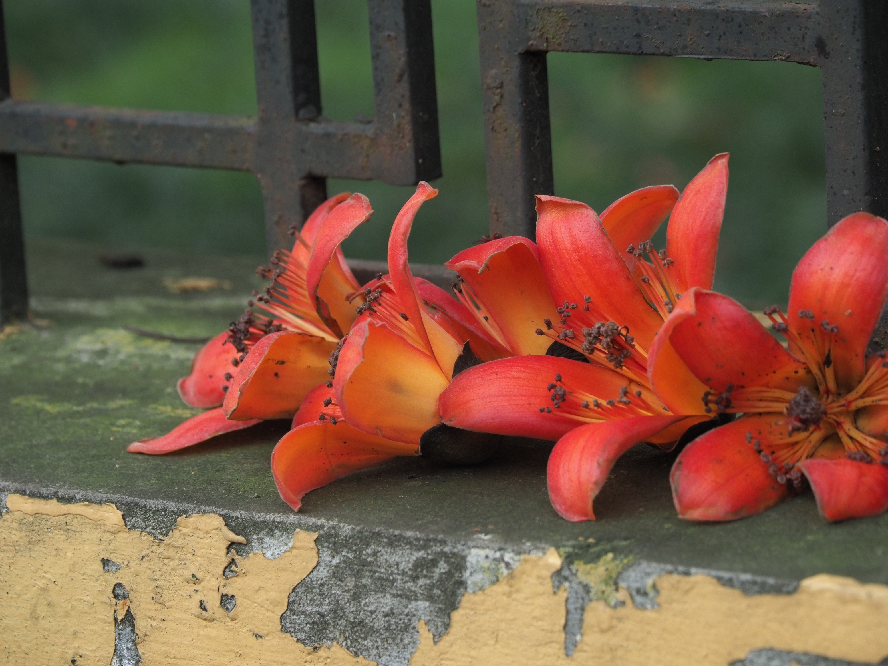 Ha Noi buoc vao mua dep nhat anh 39