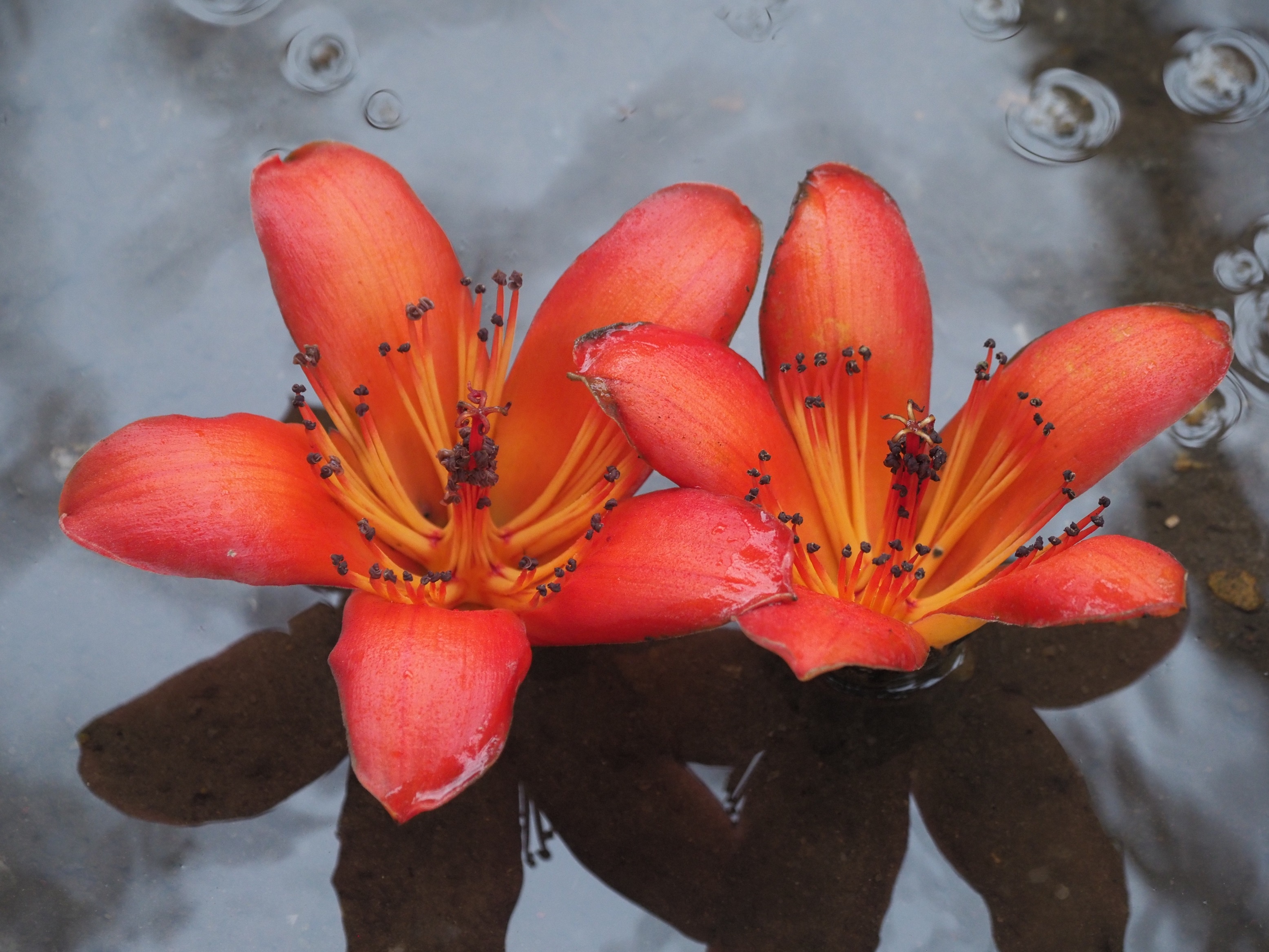 Ha Noi buoc vao mua dep nhat anh 40