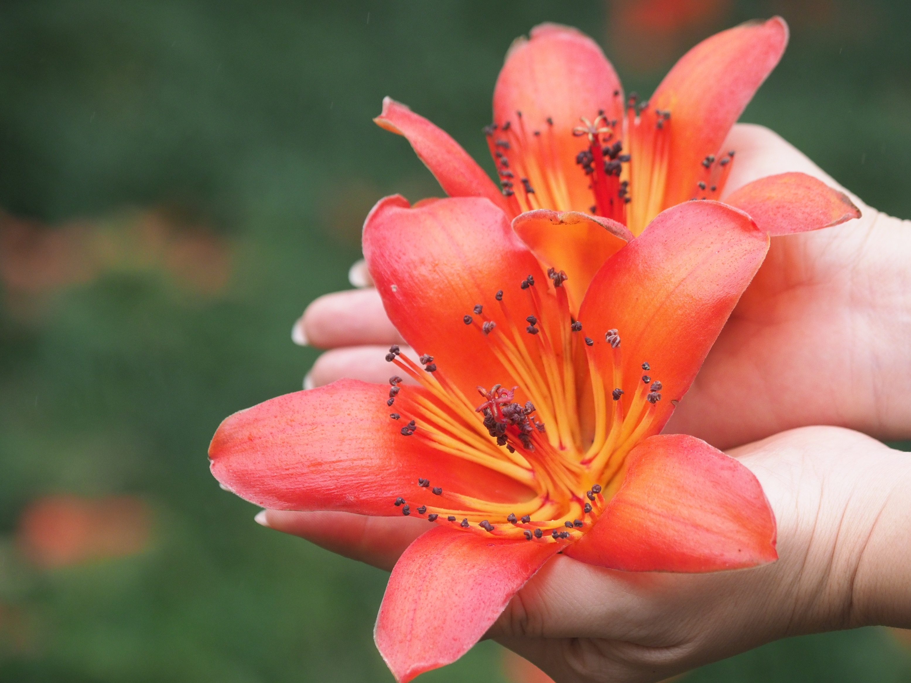 Ha Noi buoc vao mua dep nhat anh 41