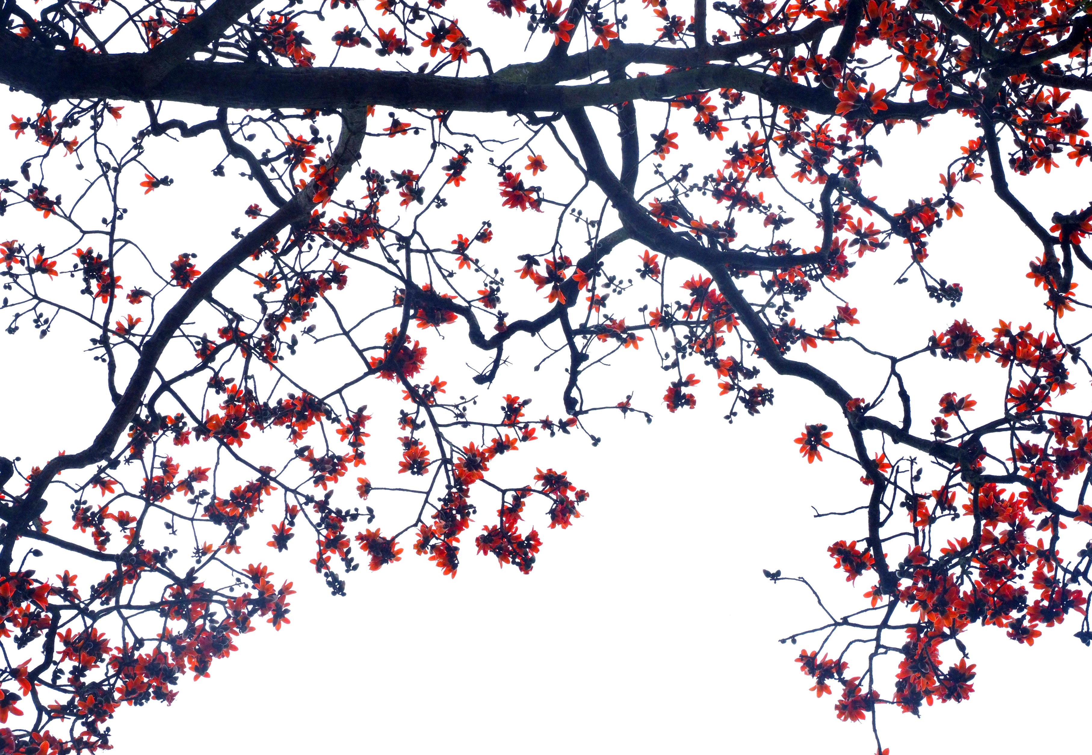 Ha Noi buoc vao mua dep nhat anh 37