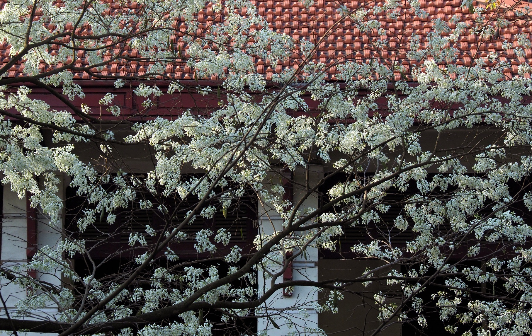 sua no trang troi Ha Noi anh 1