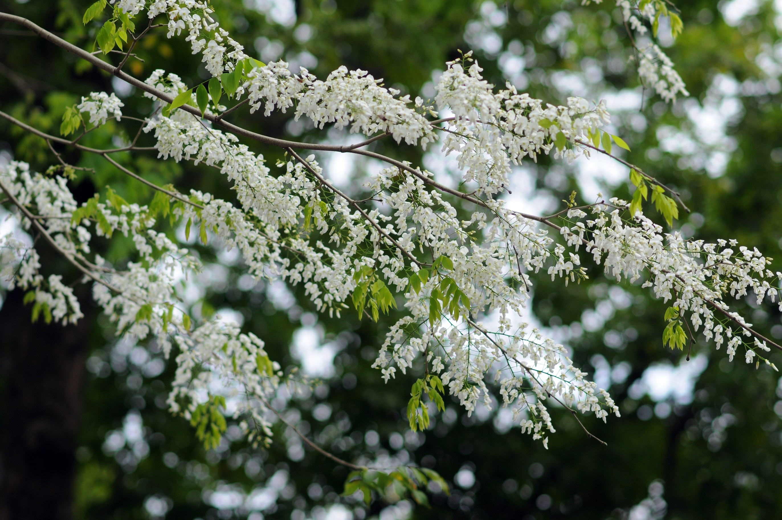 sua no trang troi Ha Noi anh 10