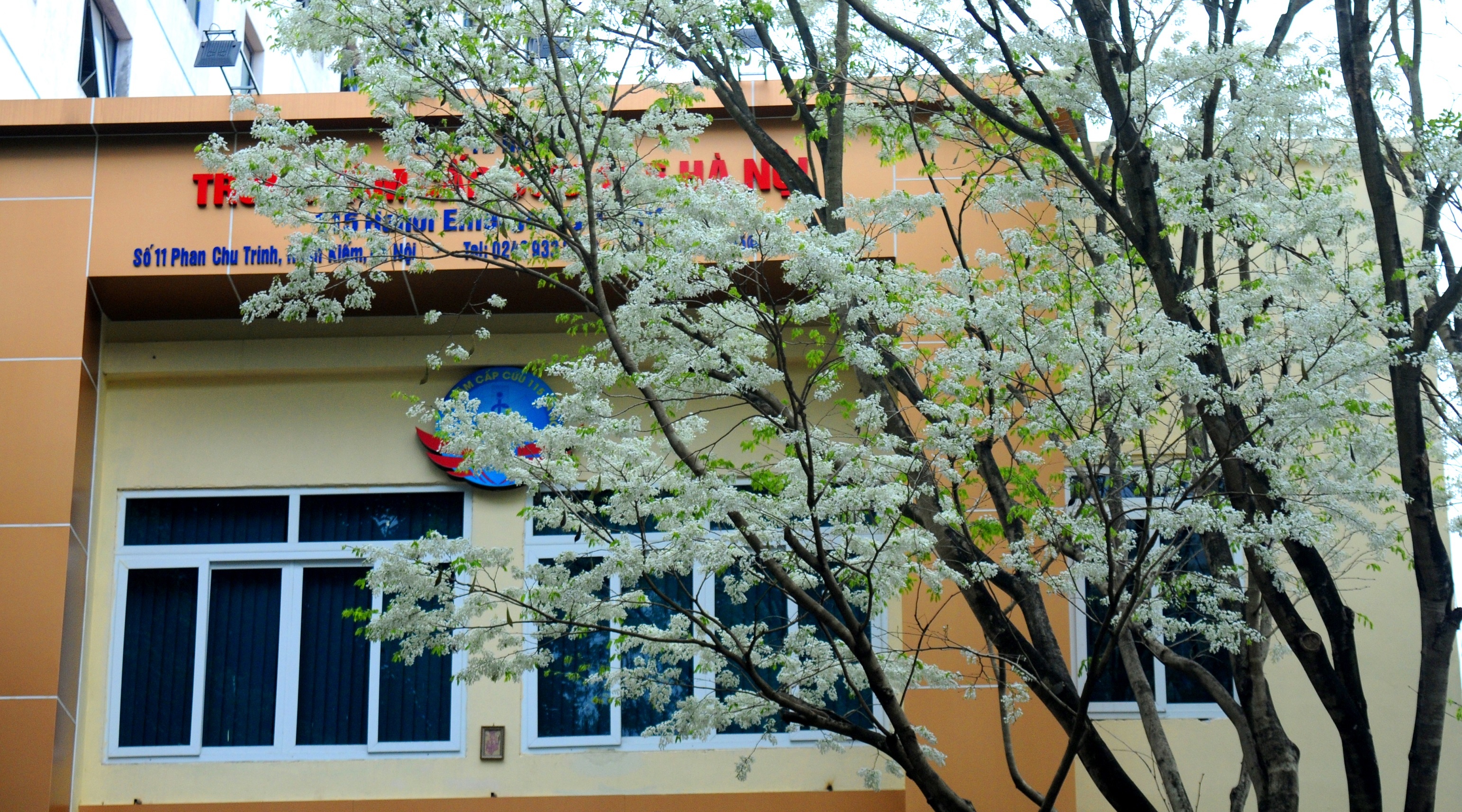 sua no trang troi Ha Noi anh 11