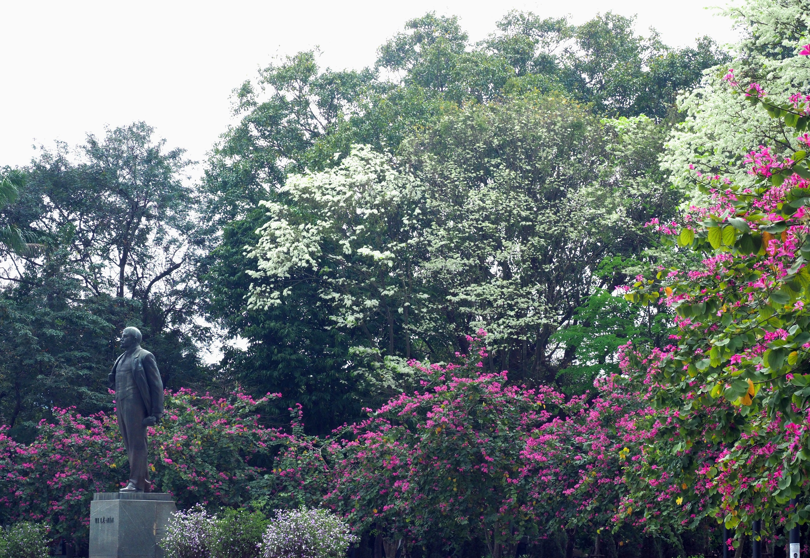 sua no trang troi Ha Noi anh 6