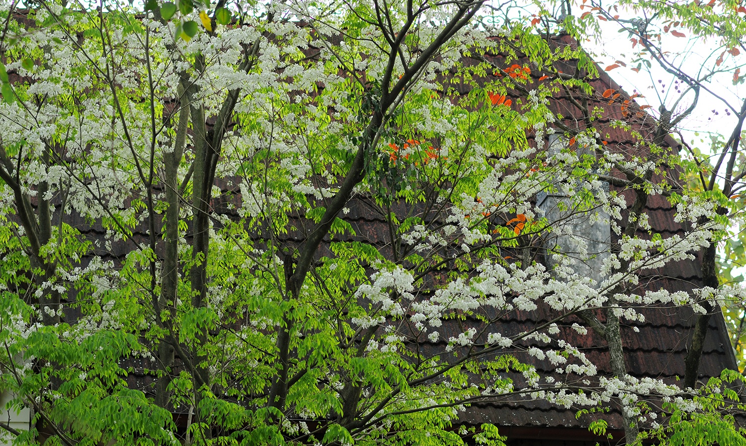 sua no trang troi Ha Noi anh 13