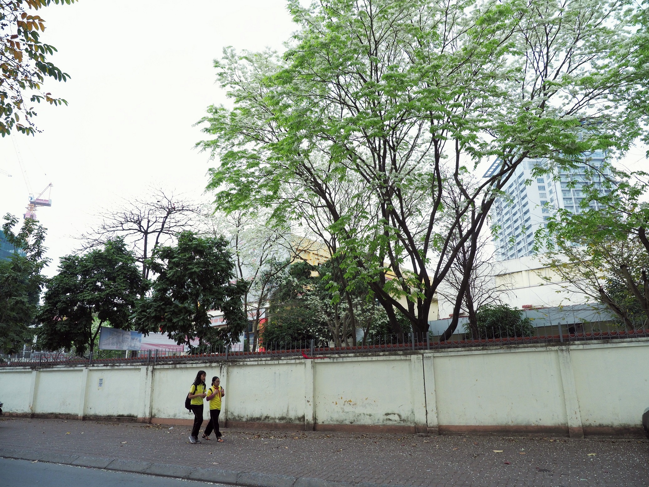 sua no trang troi Ha Noi anh 14