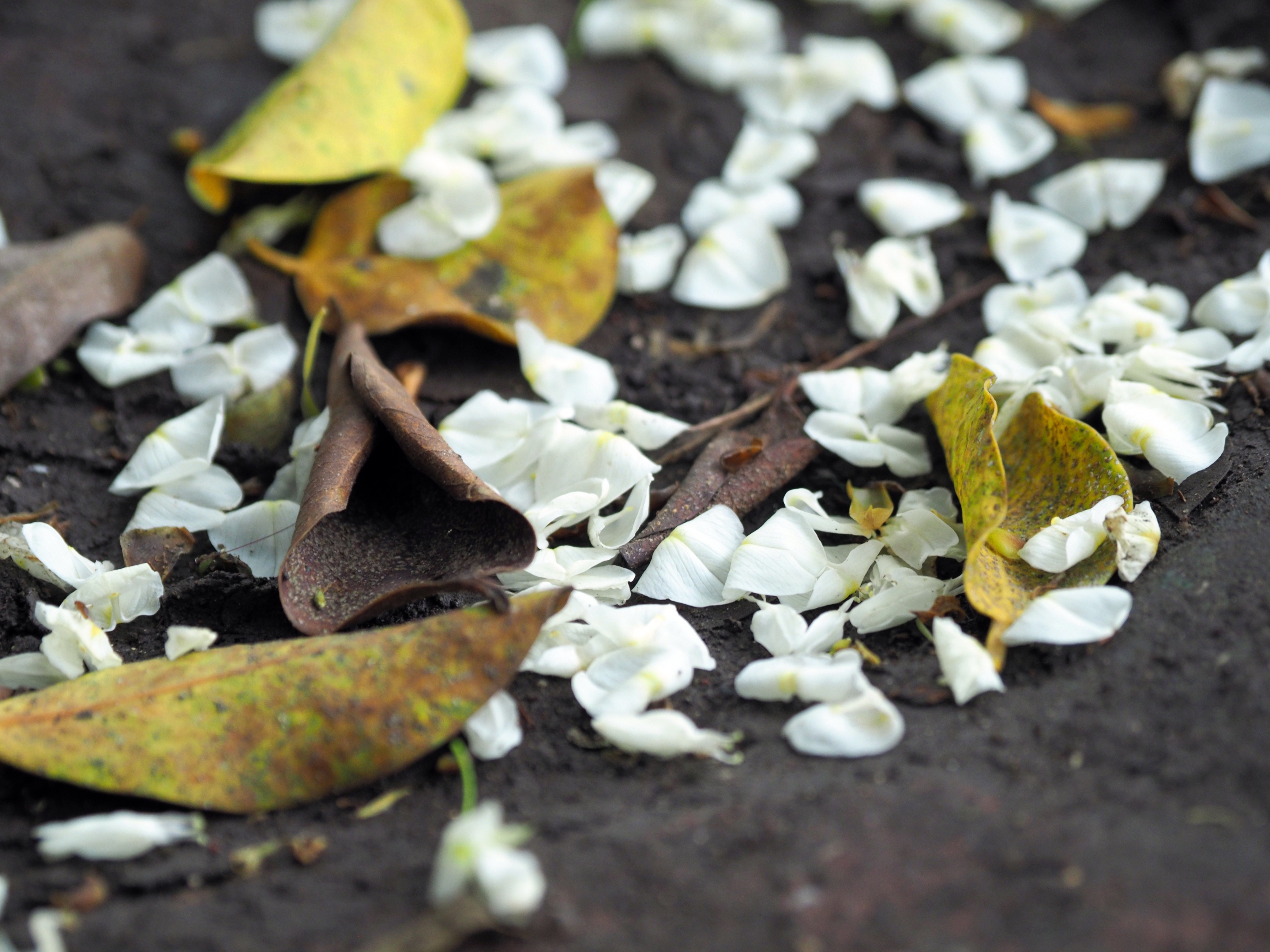 sua no trang troi Ha Noi anh 8