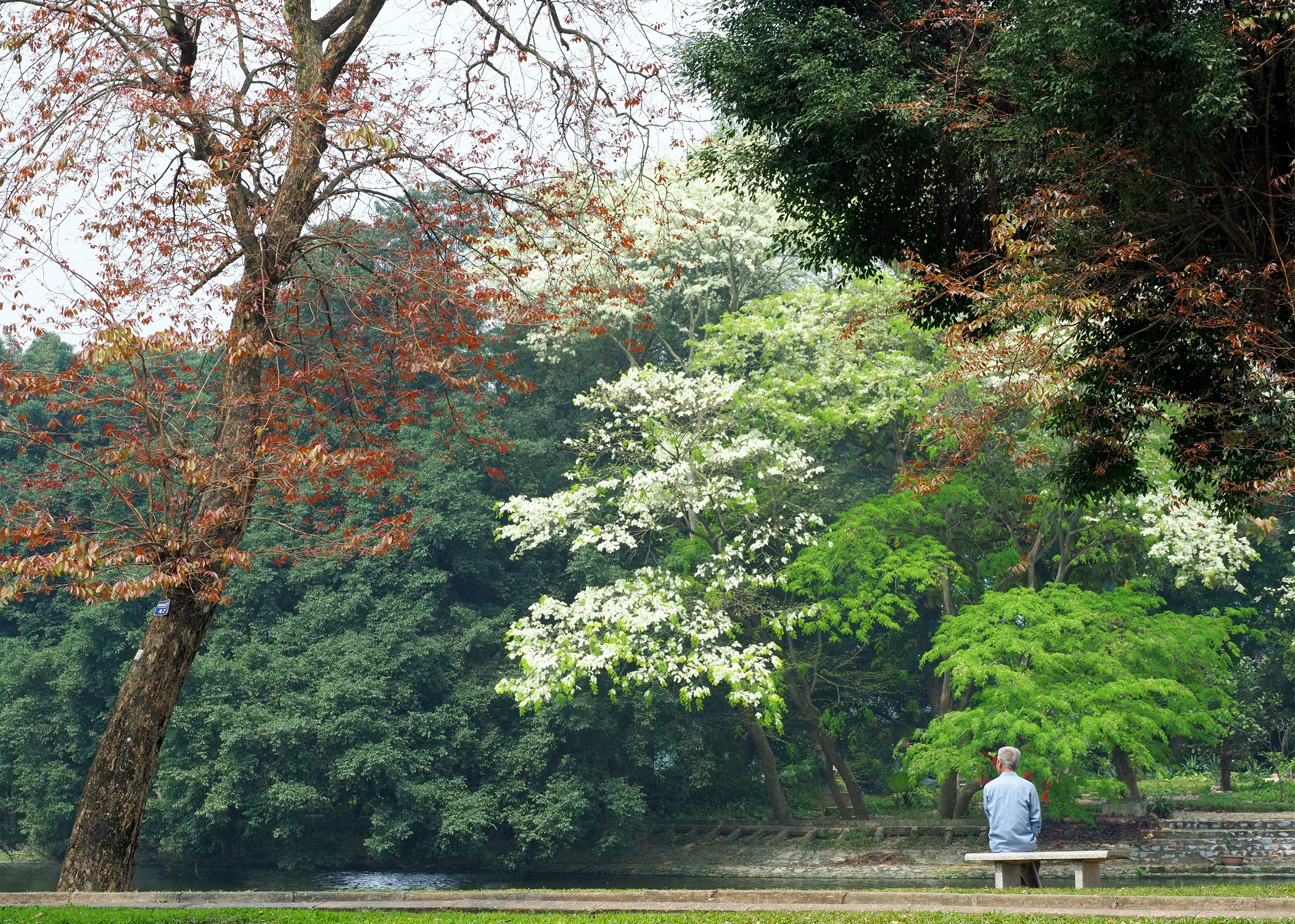 sua no trang troi Ha Noi anh 9