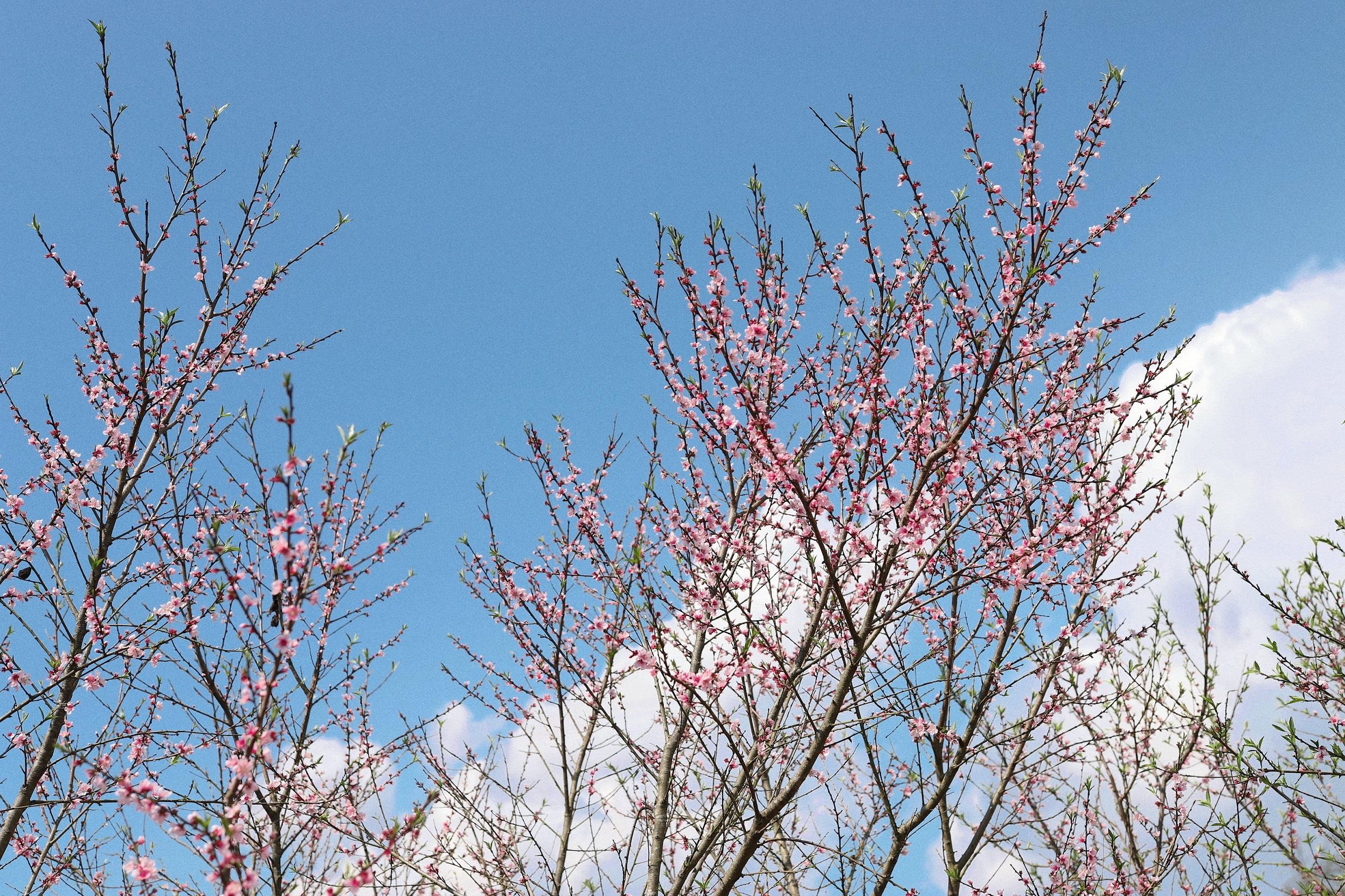 Ngam dao o Sa Pa anh 3
