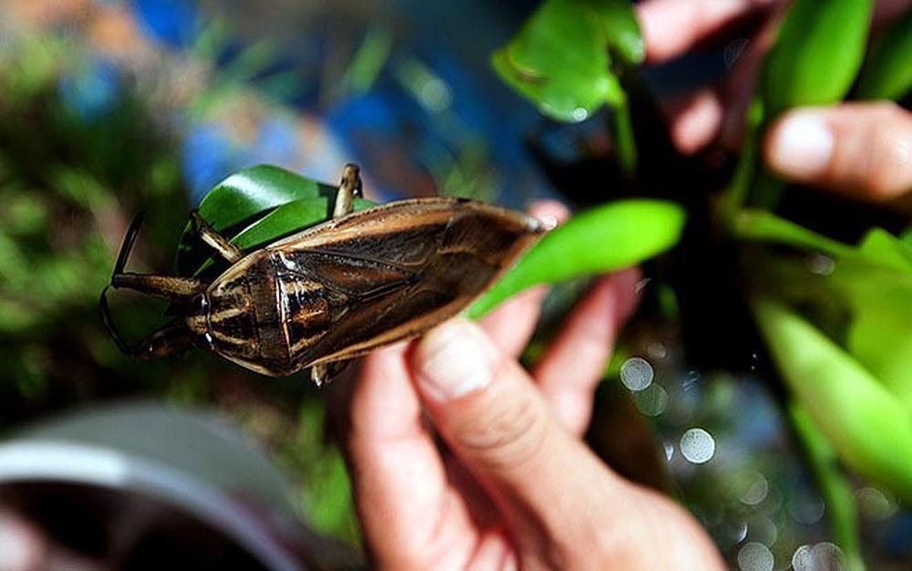 Banh cuon thit nuong anh 3