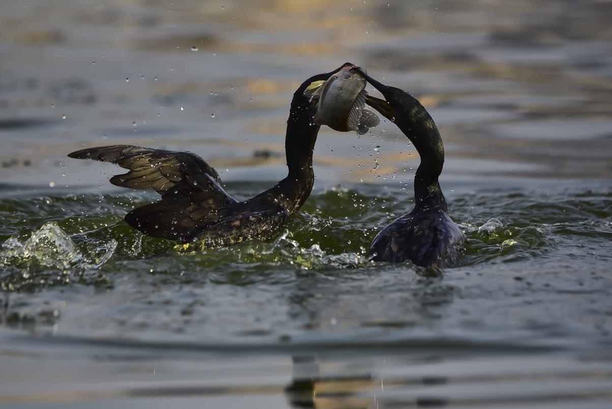 Nghe bat ca bang chim coc anh 3