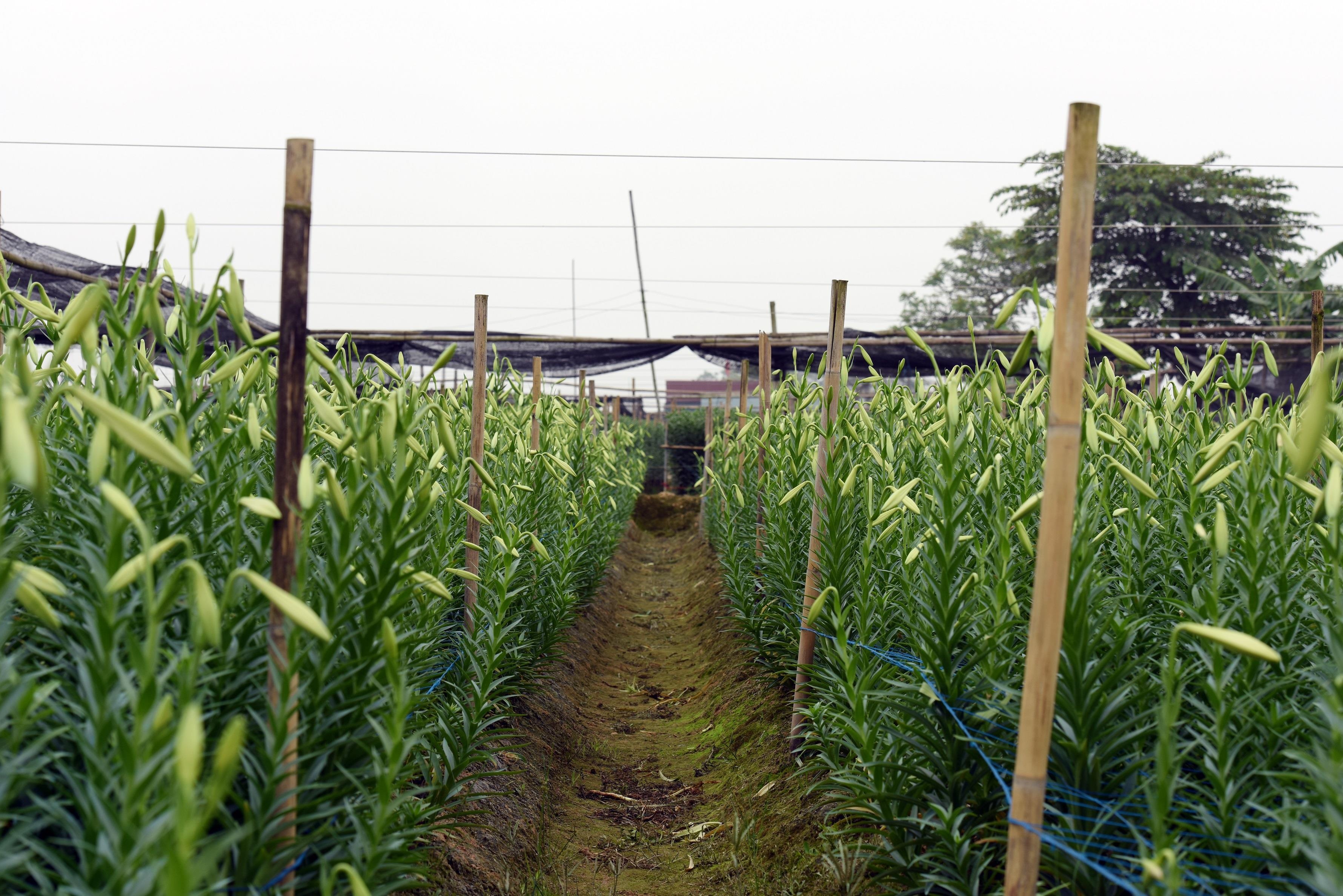 Loa ken trang tinh khoi anh 35