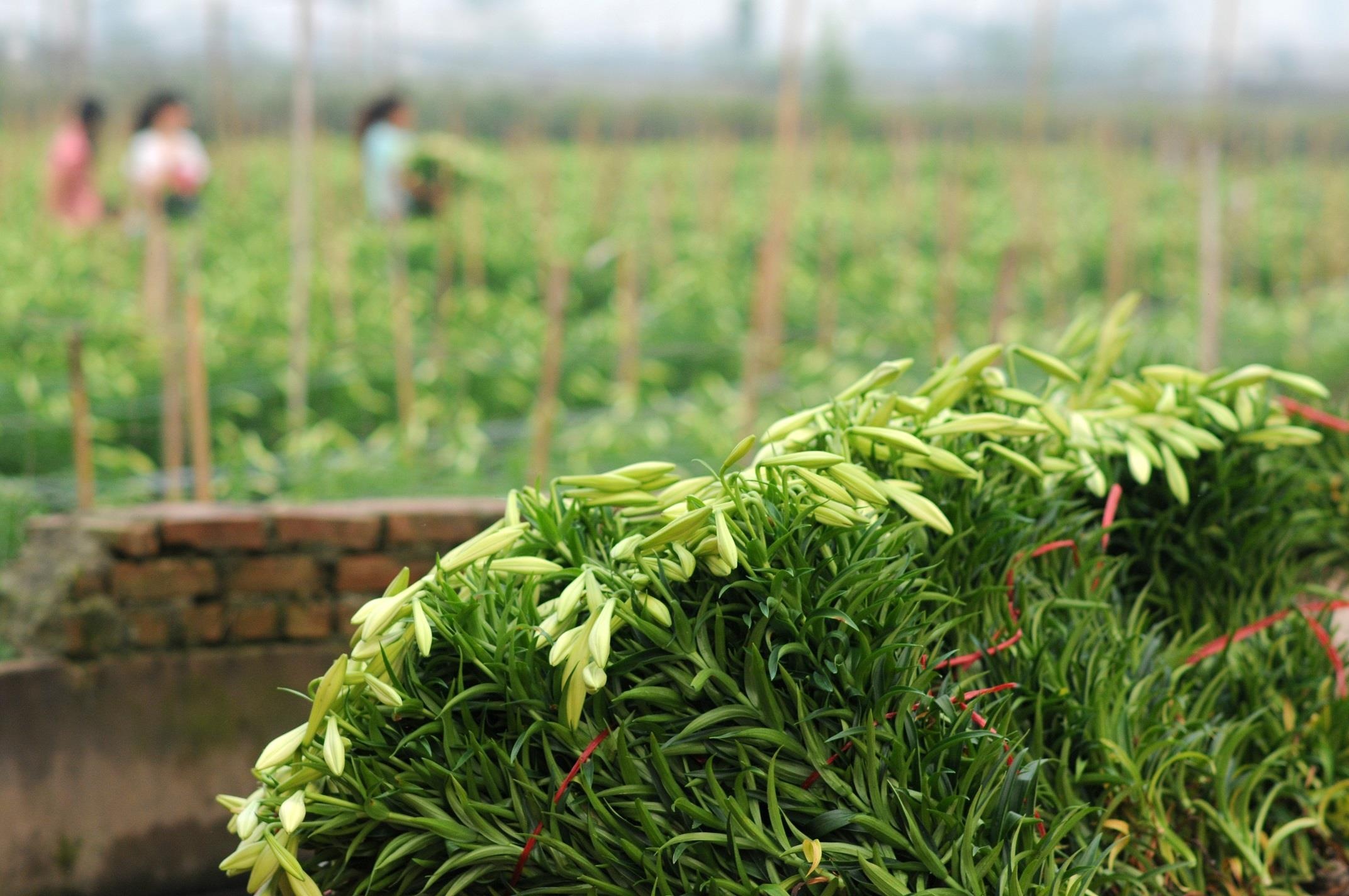 Loa ken trang tinh khoi anh 36