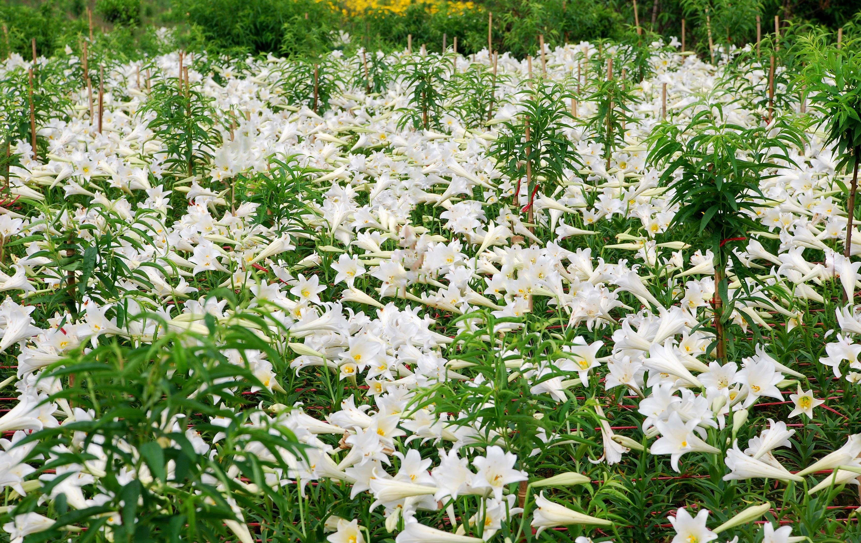Loa ken trang tinh khoi anh 41