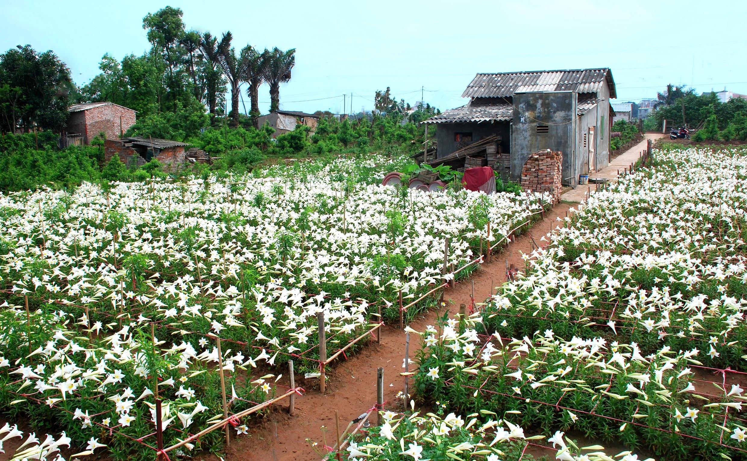Loa ken trang tinh khoi anh 43