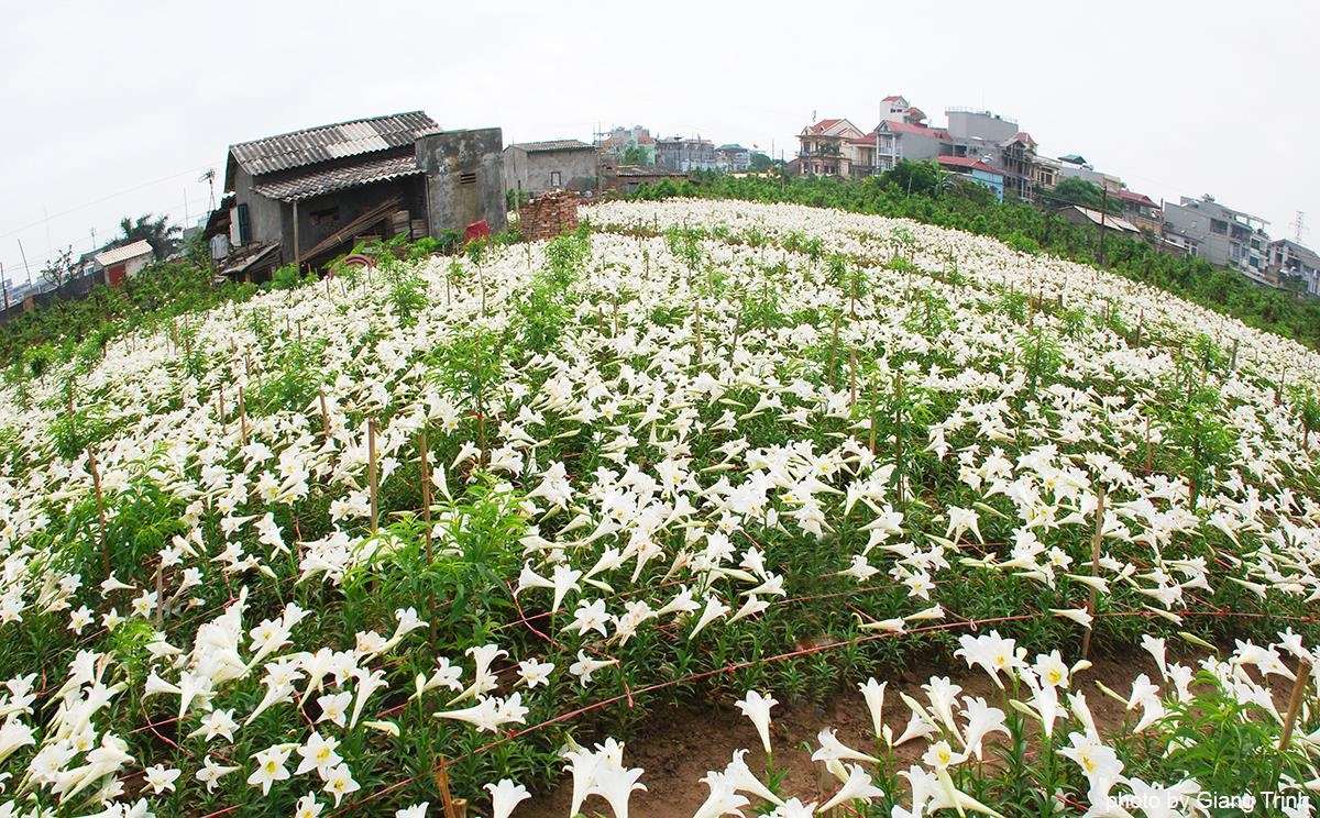Loa ken trang tinh khoi anh 45