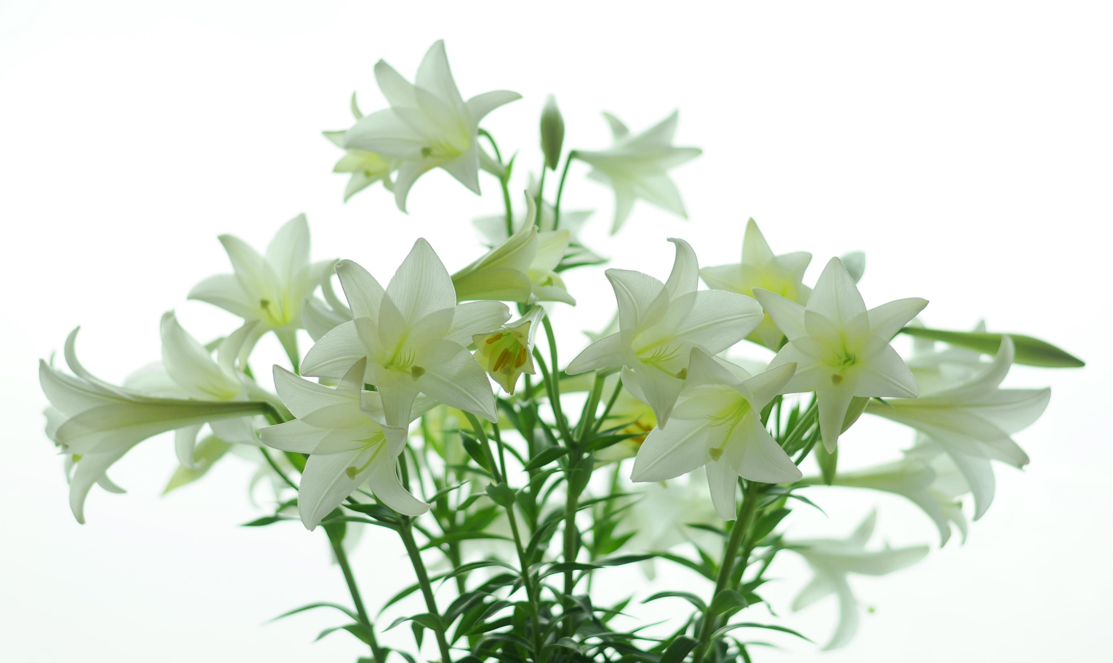 Loa ken trang tinh khoi anh 29