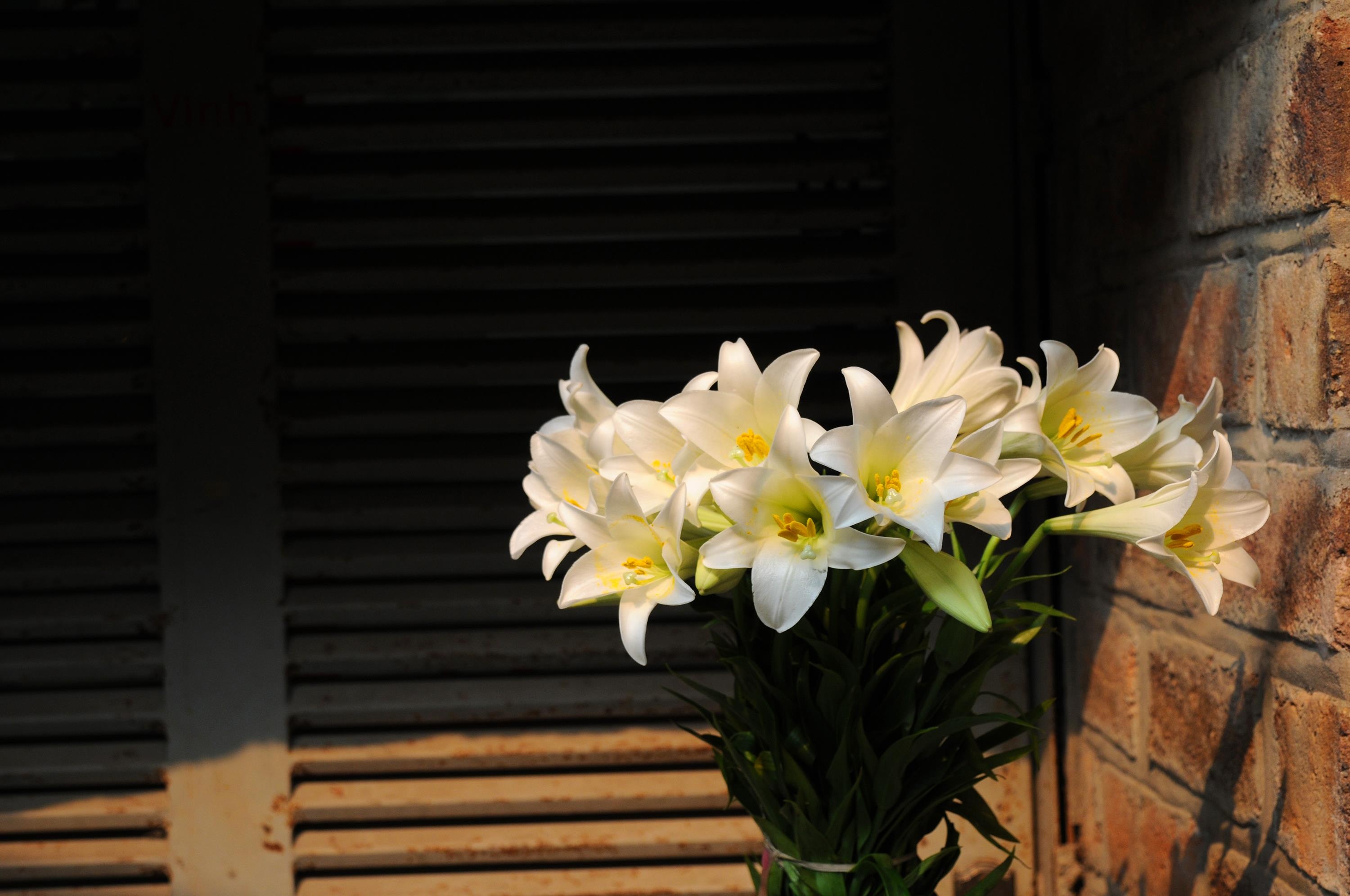 Loa ken trang tinh khoi anh 31