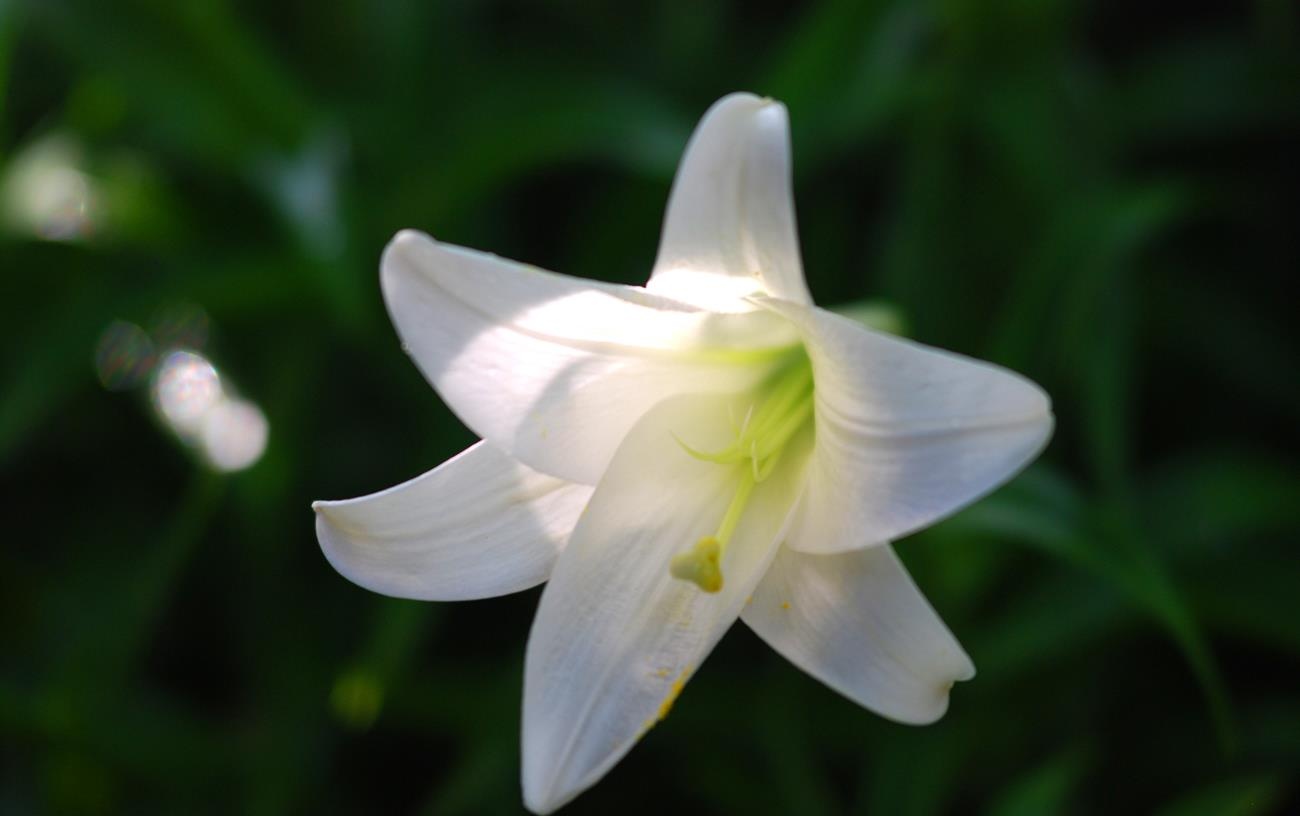 Loa ken trang tinh khoi anh 28