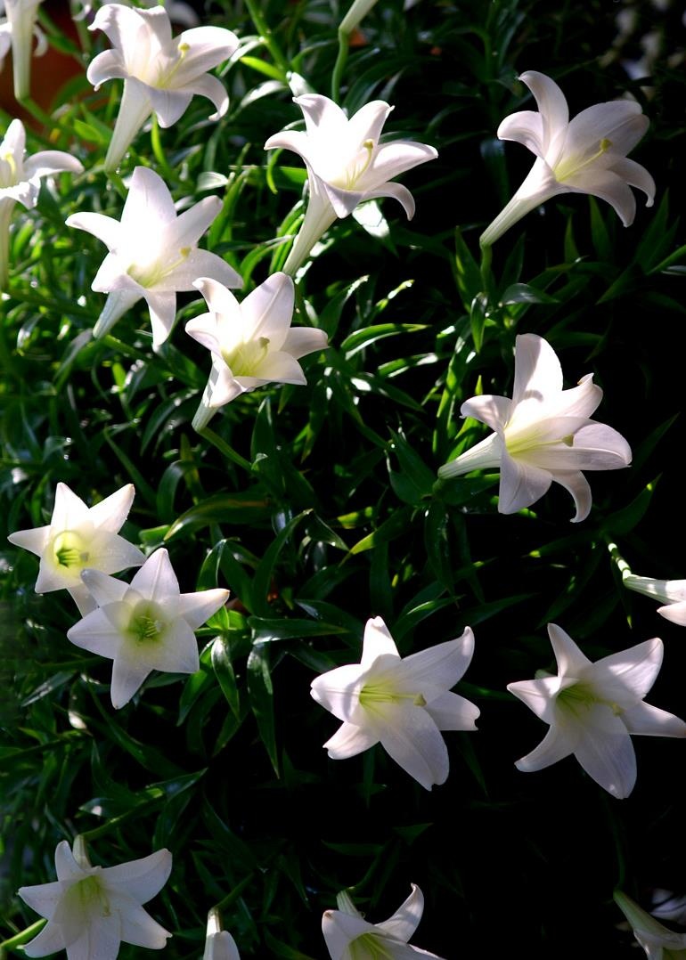 Loa ken trang tinh khoi anh 27