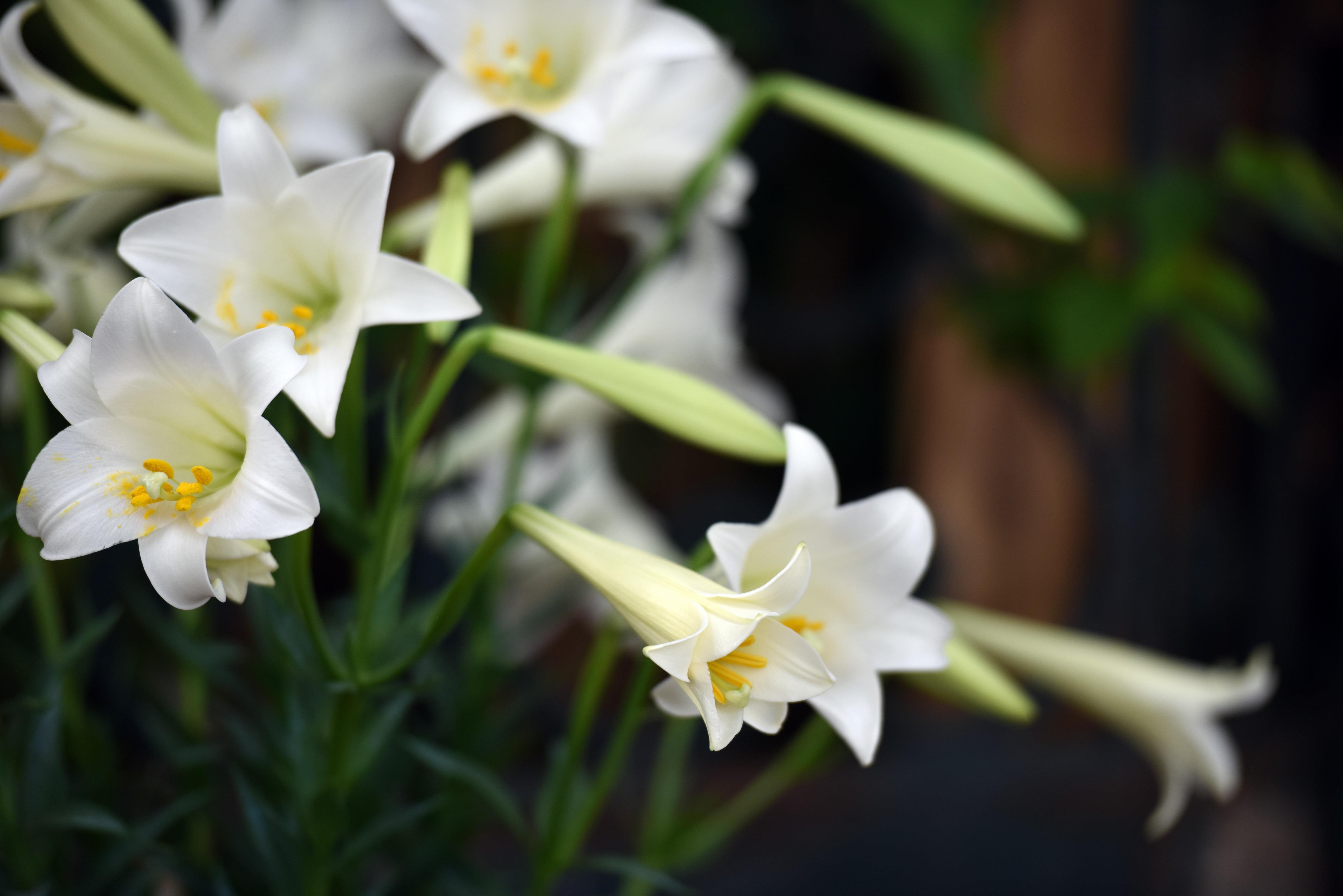 Loa ken trang tinh khoi anh 25