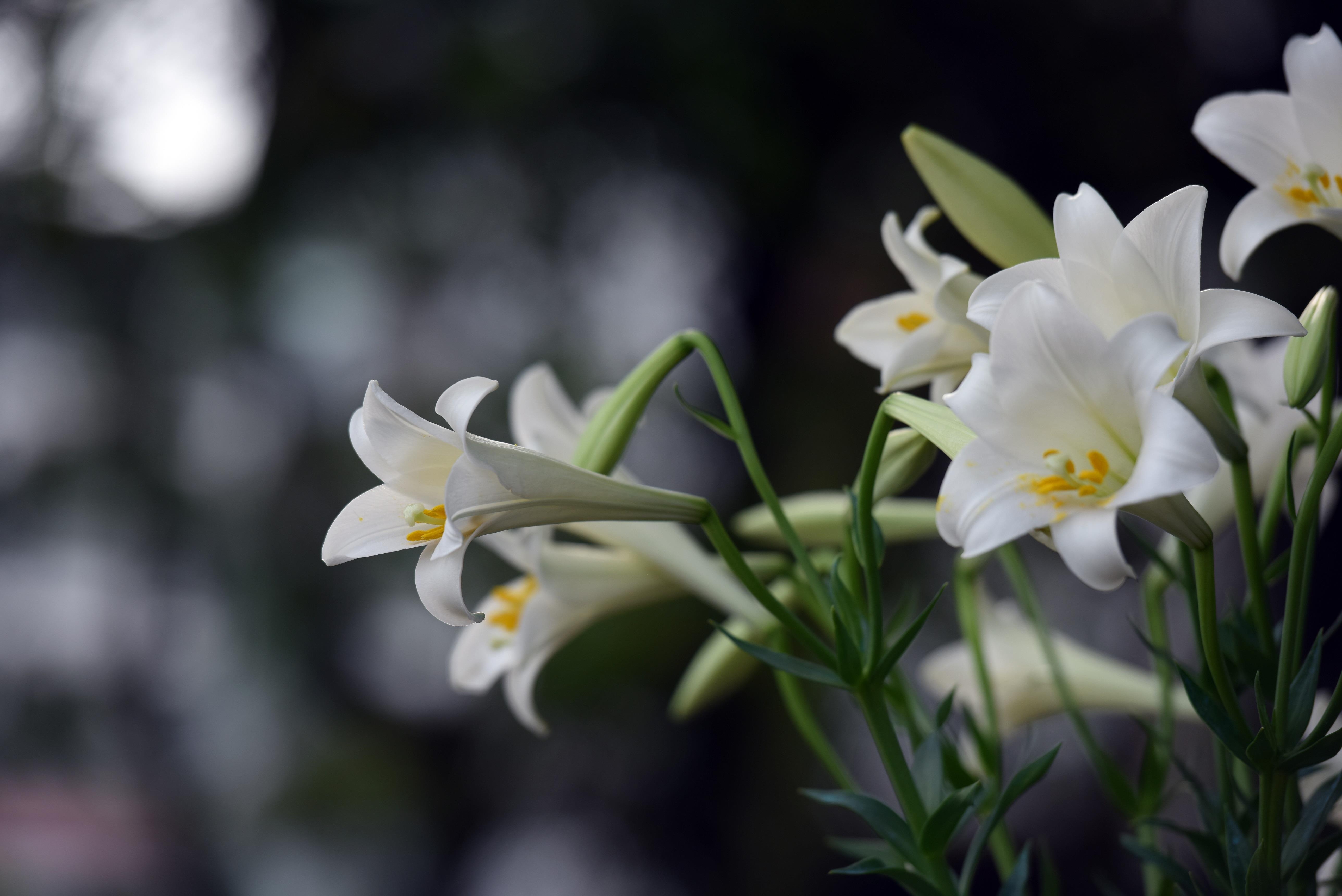 Loa ken trang tinh khoi anh 26