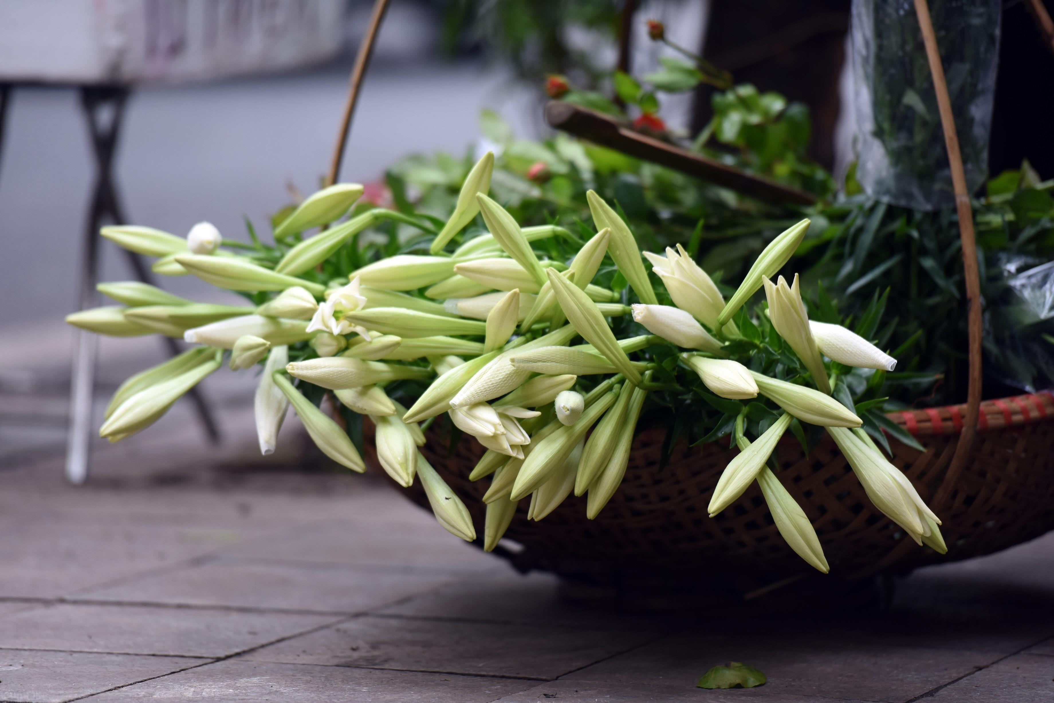 Loa ken trang tinh khoi anh 5