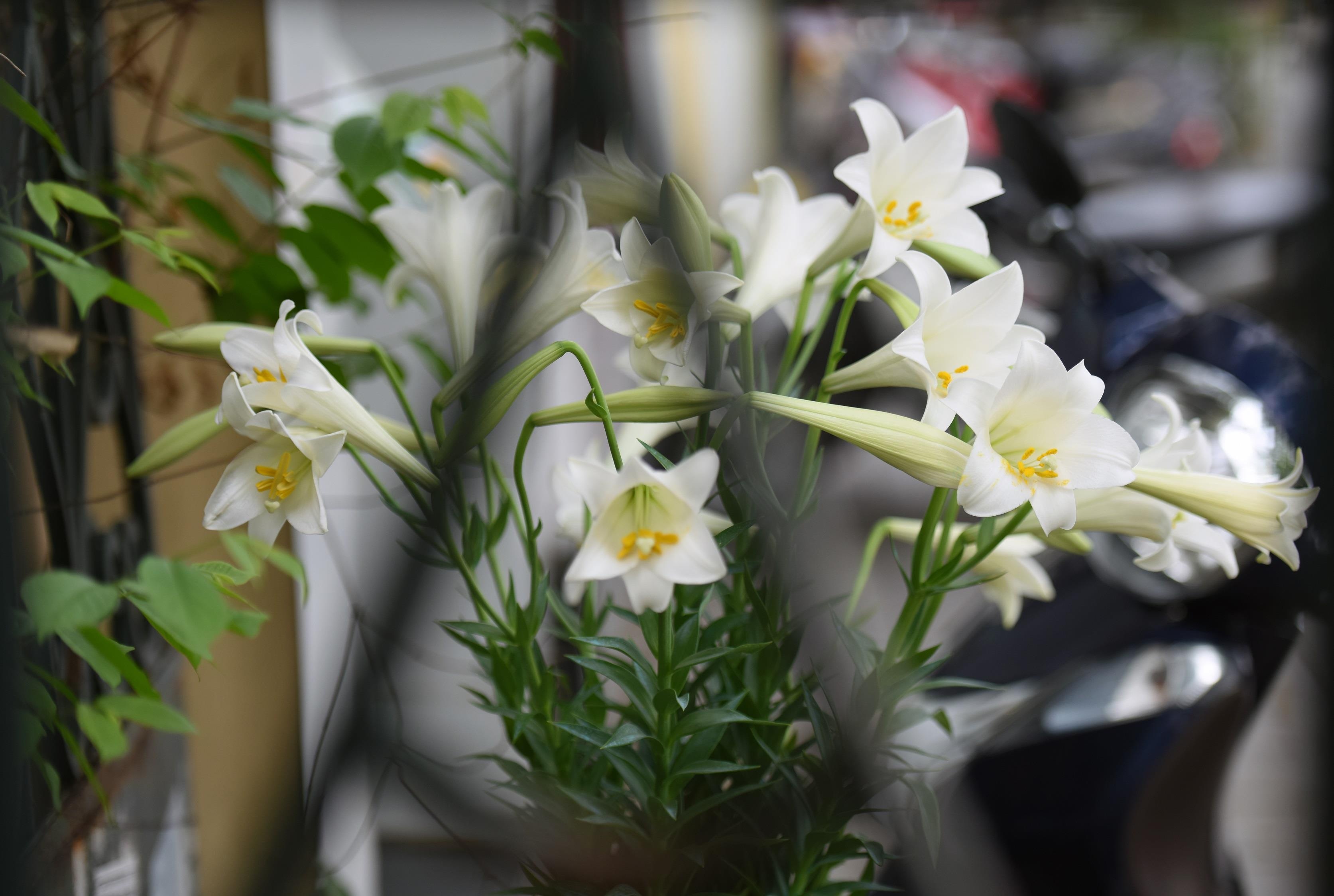 Loa ken trang tinh khoi anh 4