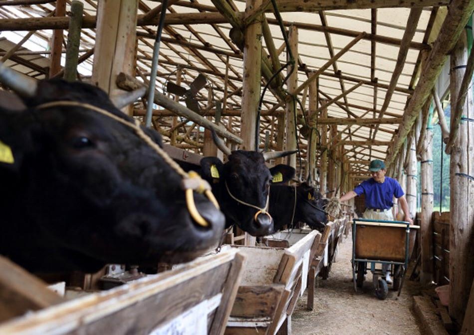 Có bao nhiêu con bò Kobe ảnh 1 Co bao nhieu con bo Kobe anh 1