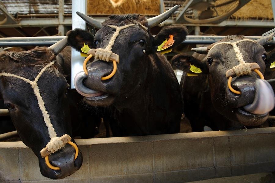 Có bao nhiêu con bò Kobe ảnh 2 Co bao nhieu con bo Kobe anh 2