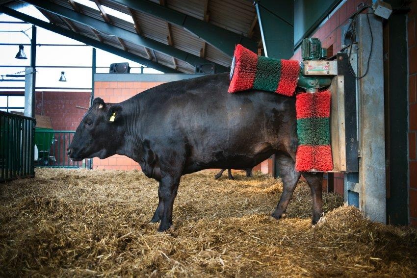 Có bao nhiêu con bò Kobe ảnh 3 Co bao nhieu con bo Kobe anh 3