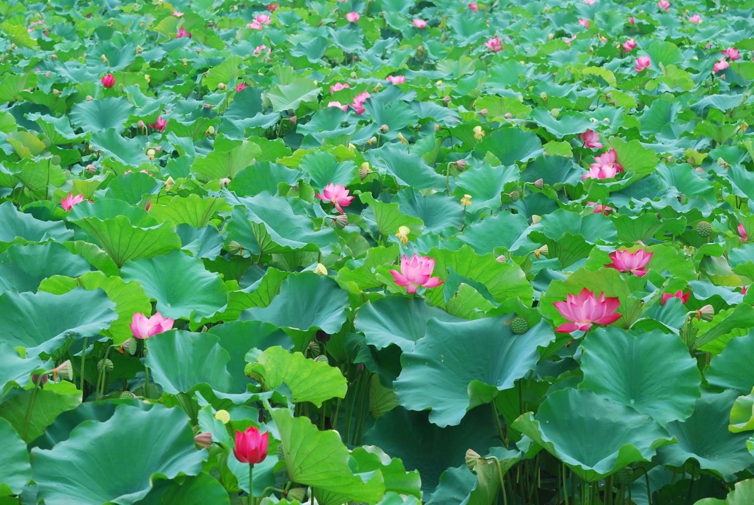 ho Tay tho mong anh 18