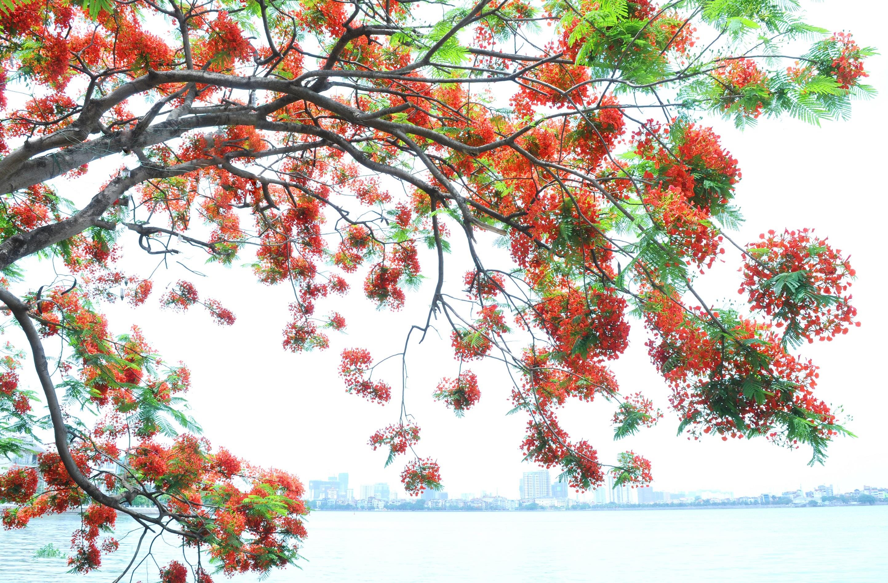 ho Tay tho mong anh 14