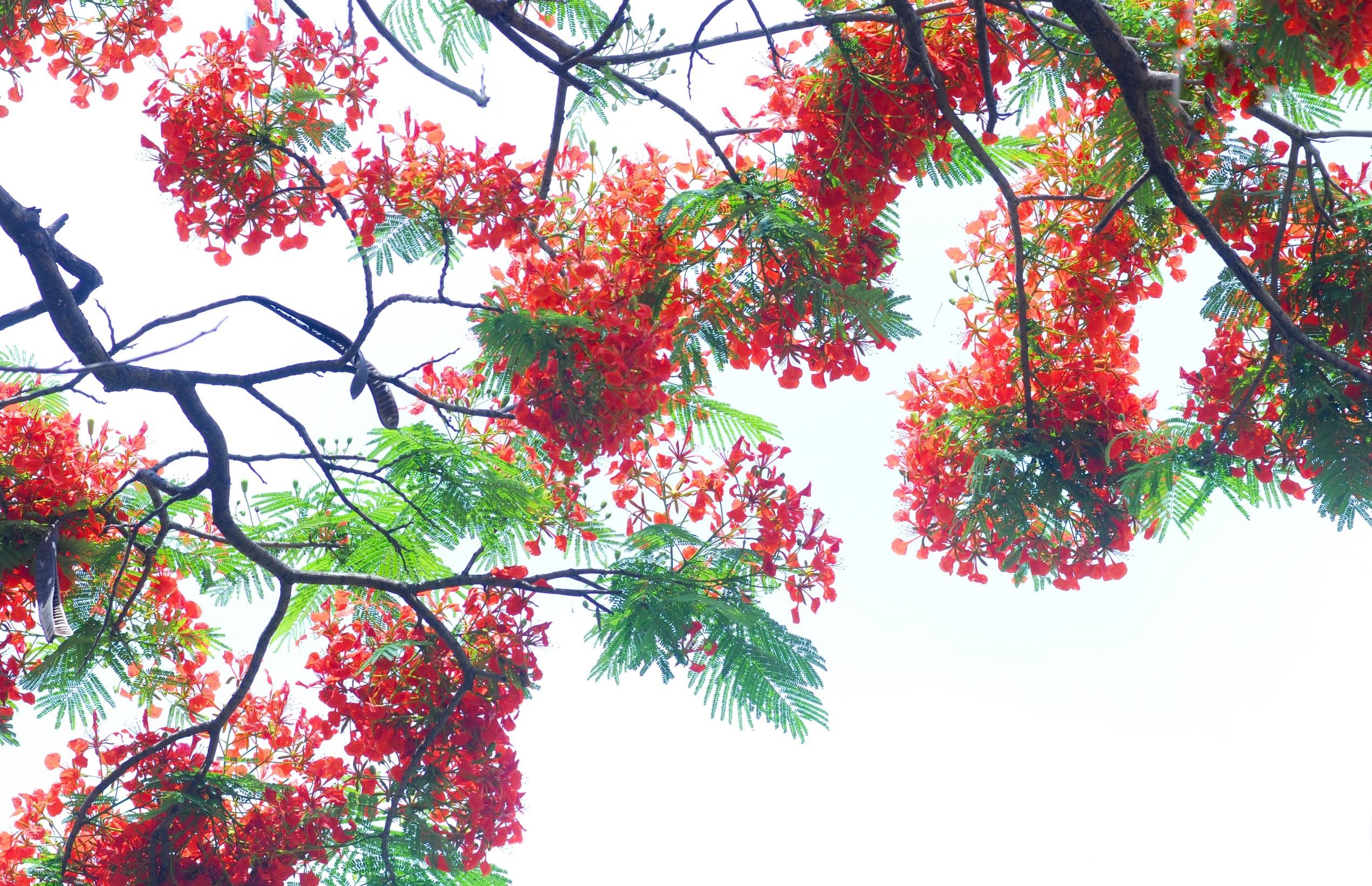 ho Tay tho mong anh 15